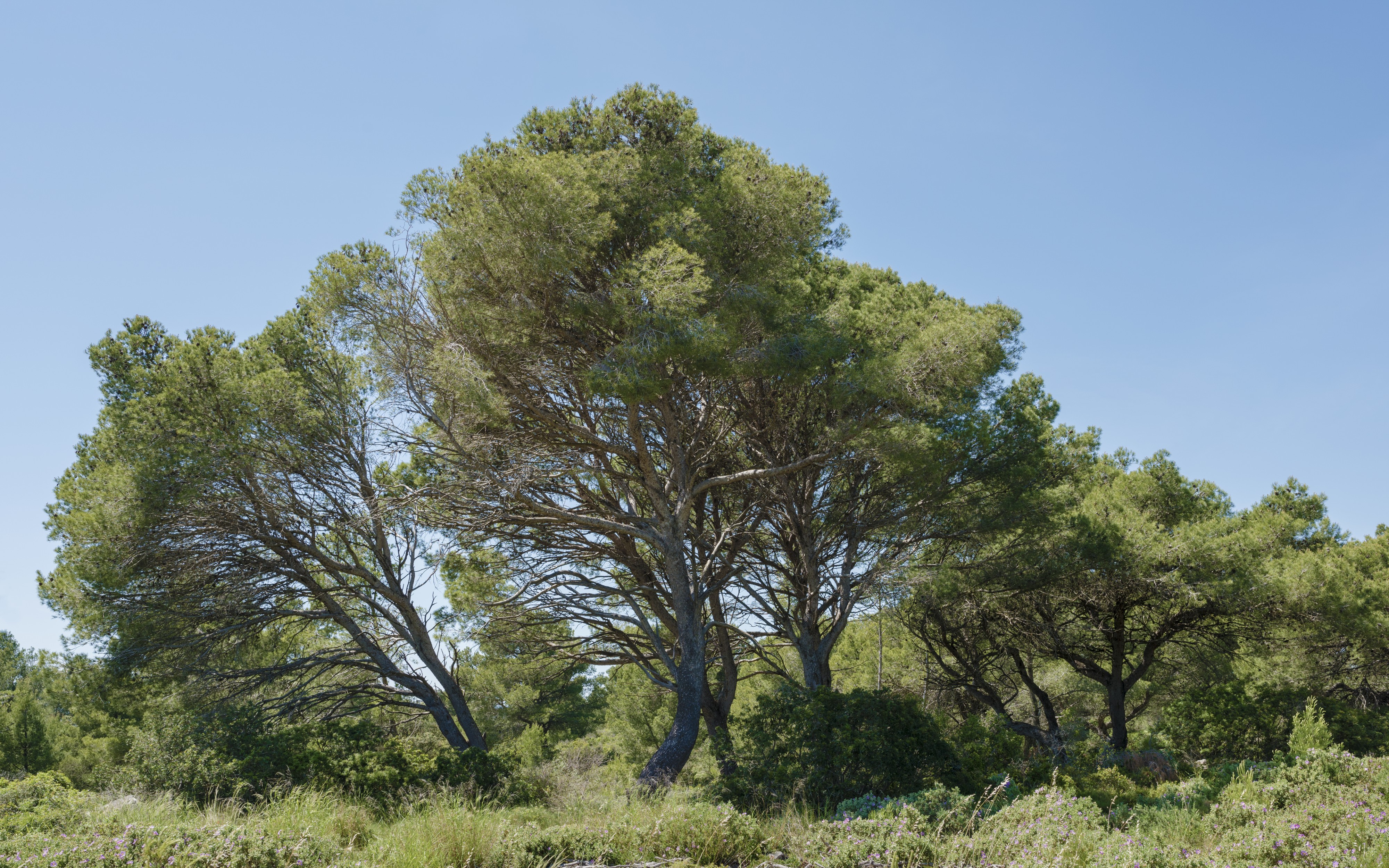 Aleppo Pines grove, Sainte Lucie Island 01