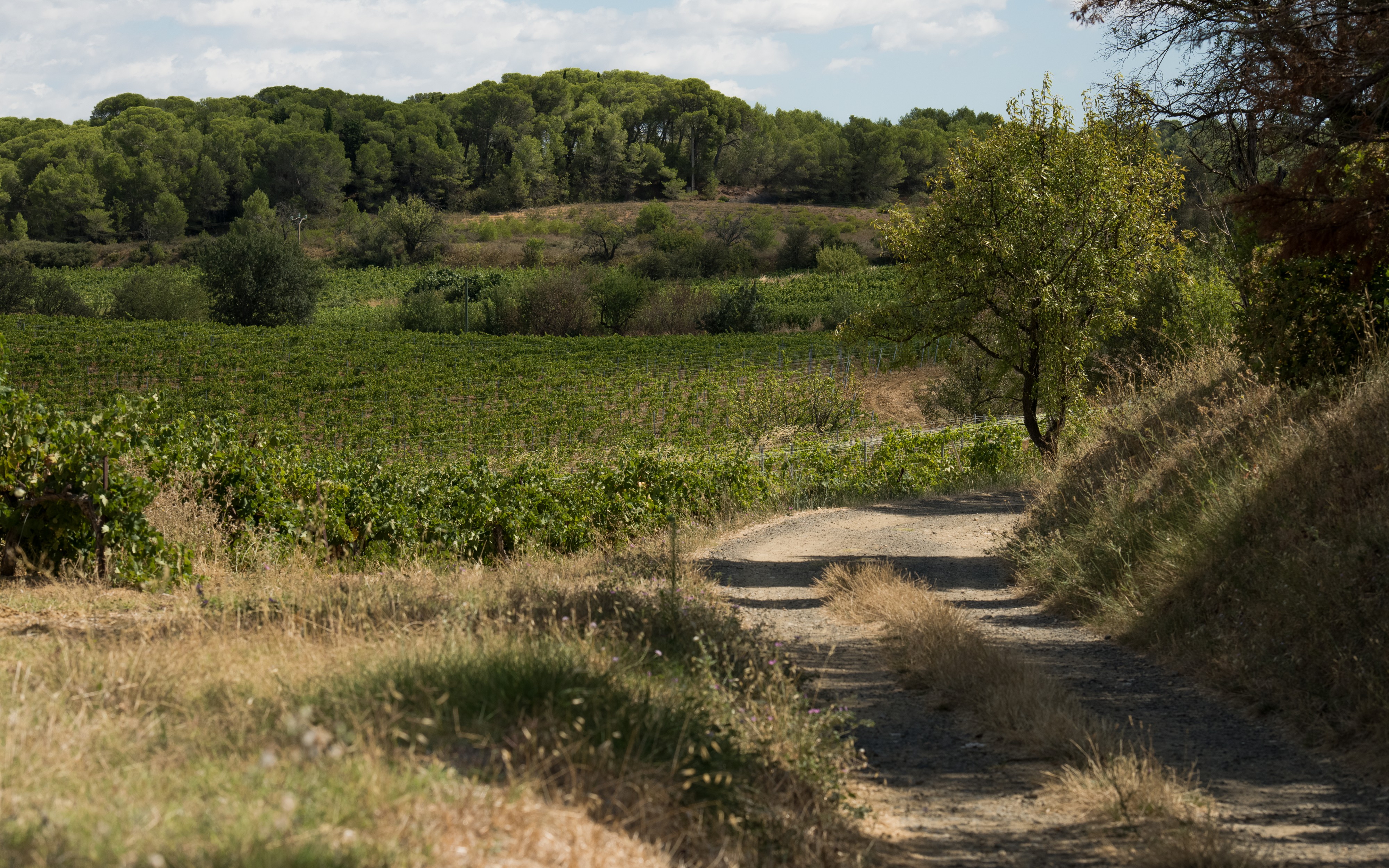 Castelnau-de-Guers, Hérault 14