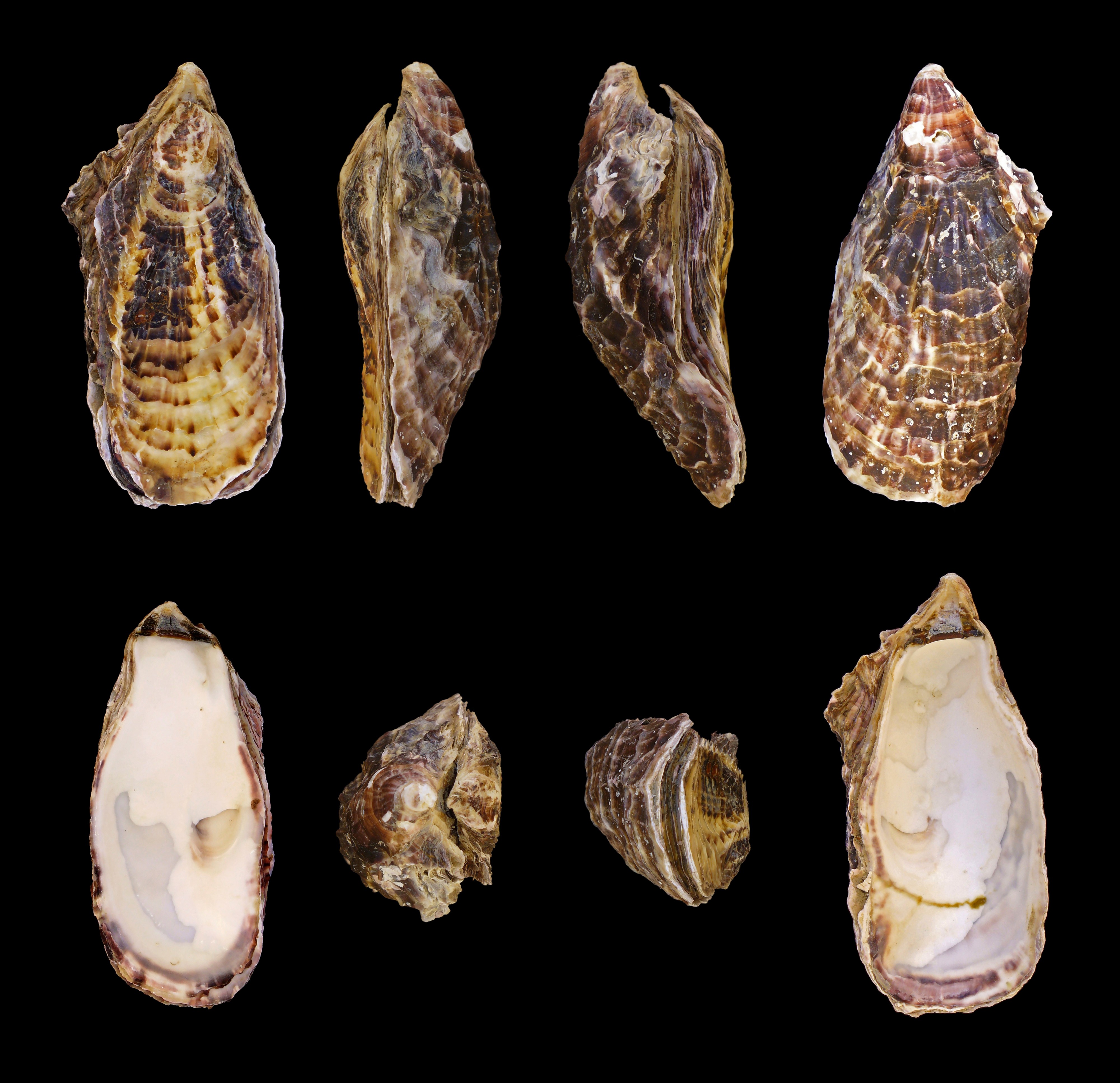 Crassostrea gigas 01
