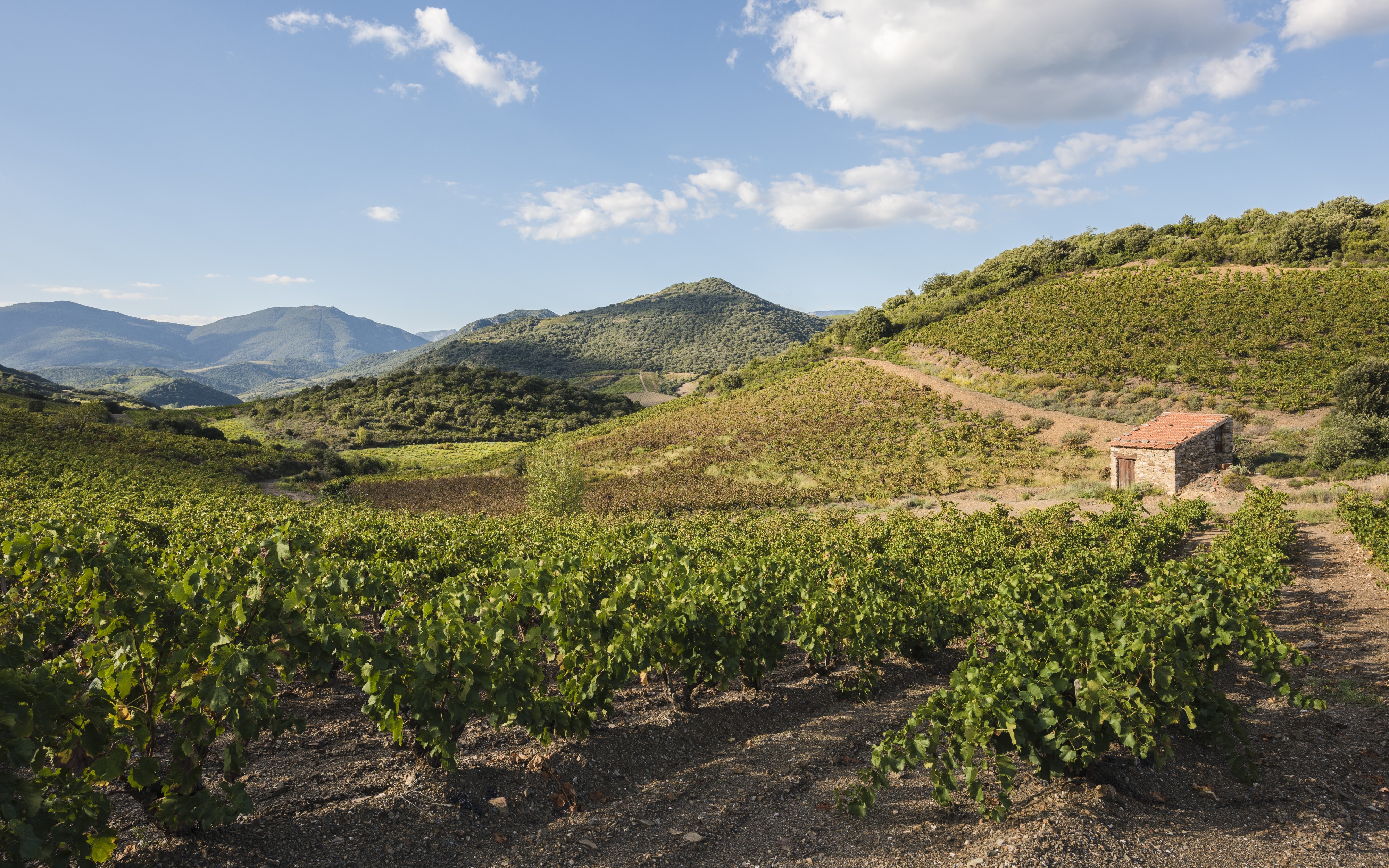 Hills and vineyards, Roquebrun