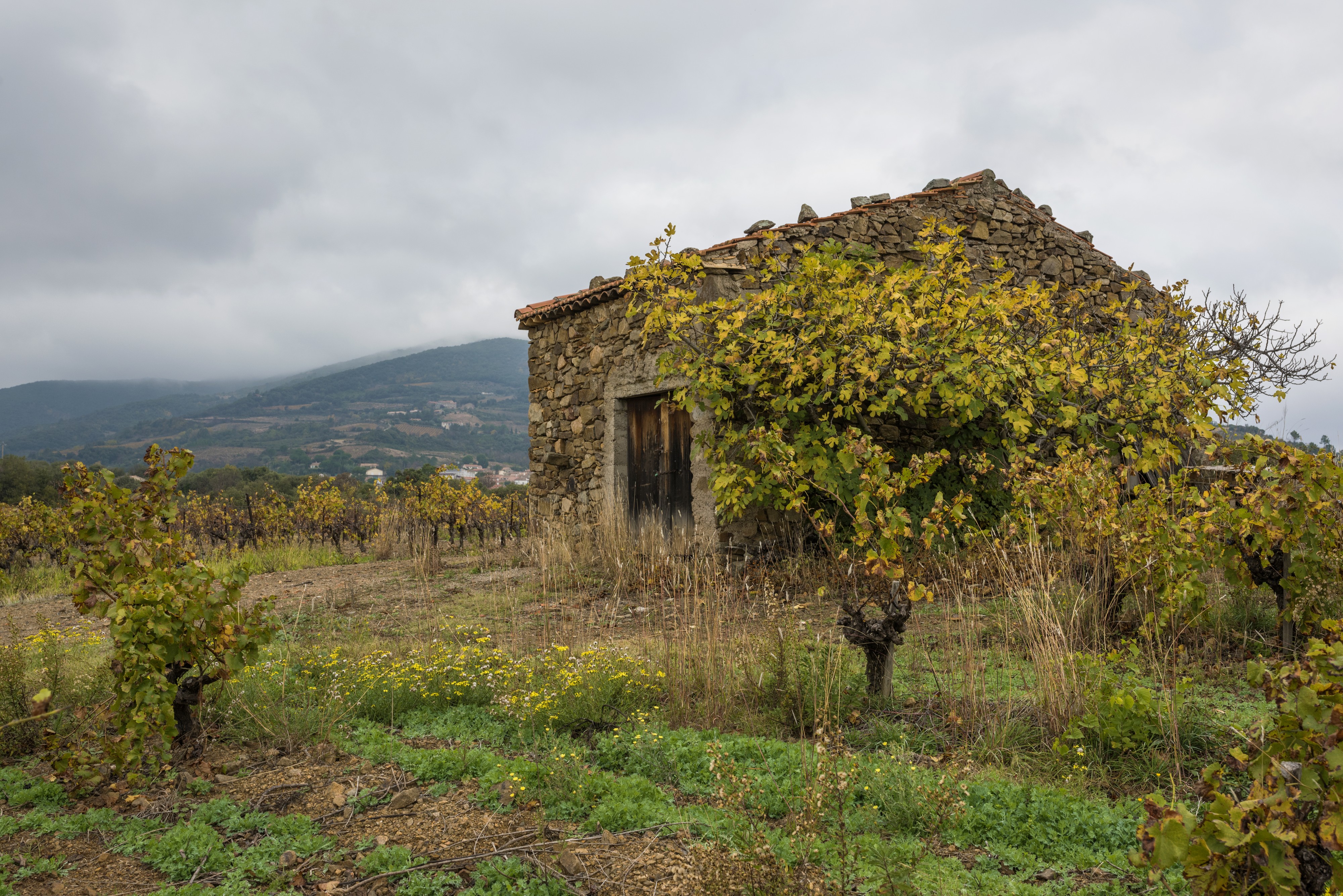 Mazet in vineyards. Cessenon-sur-Orb 02
