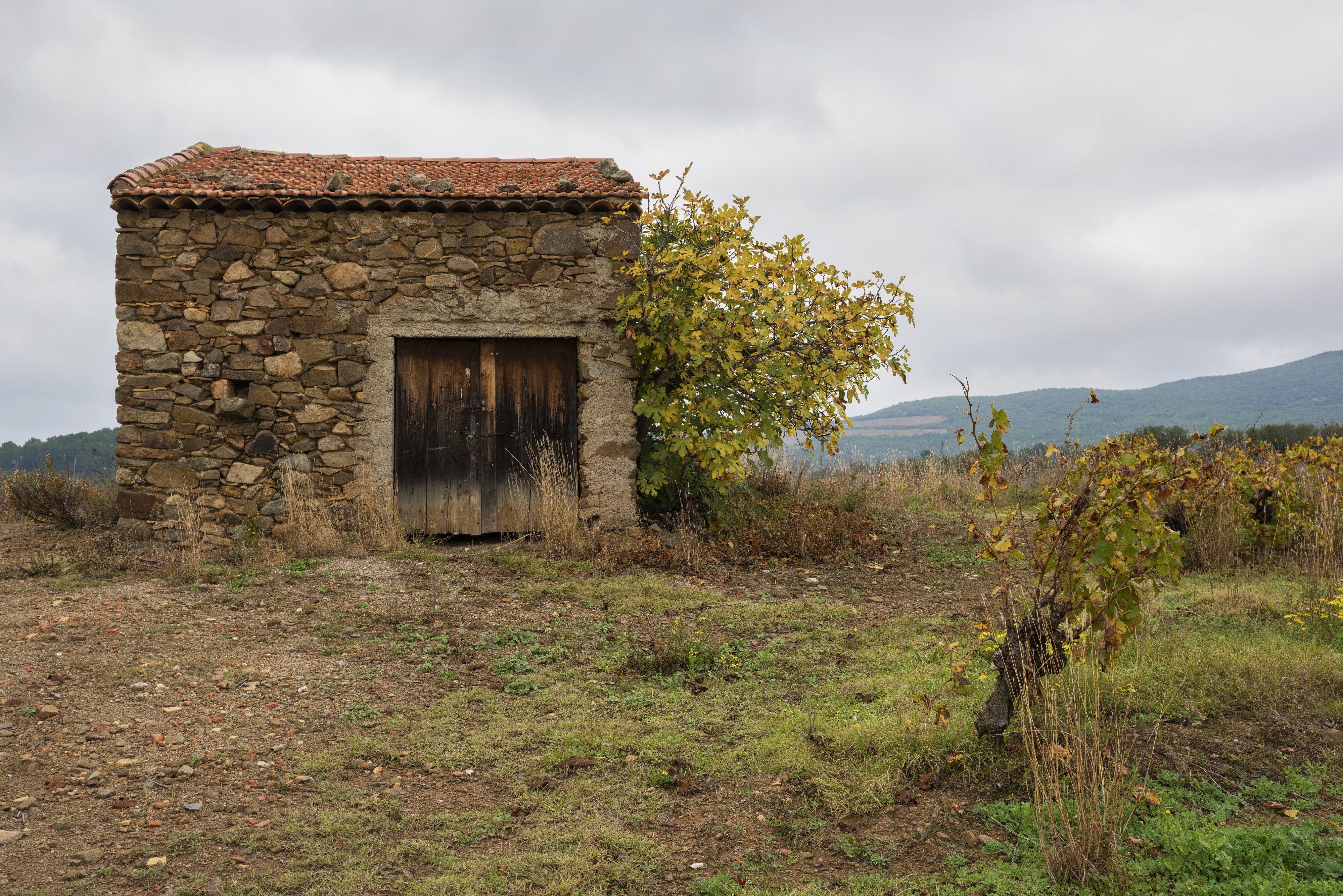 Mazet in vineyards. Cessenon-sur-Orb 03