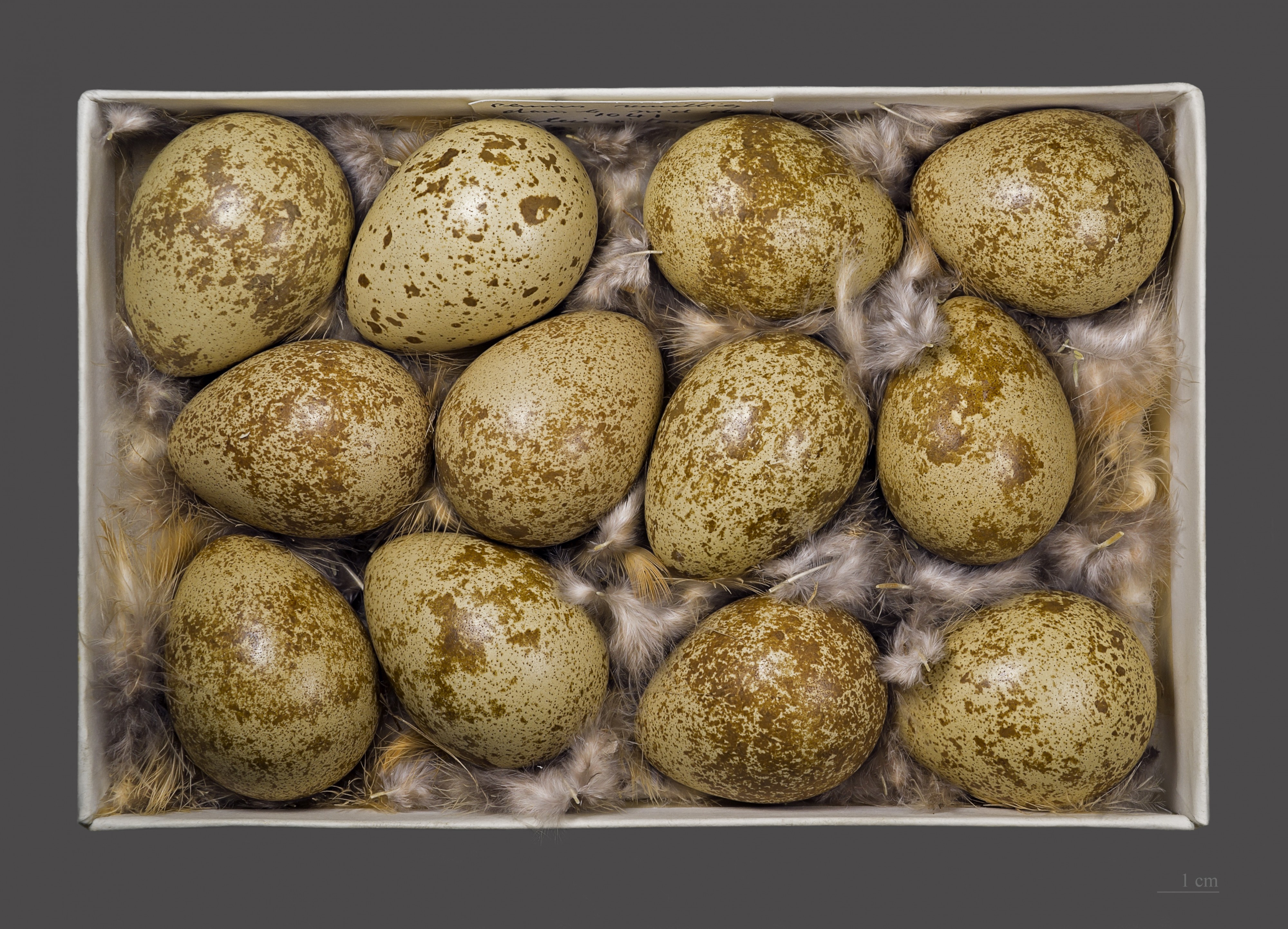 Perdrix rouge MHNT