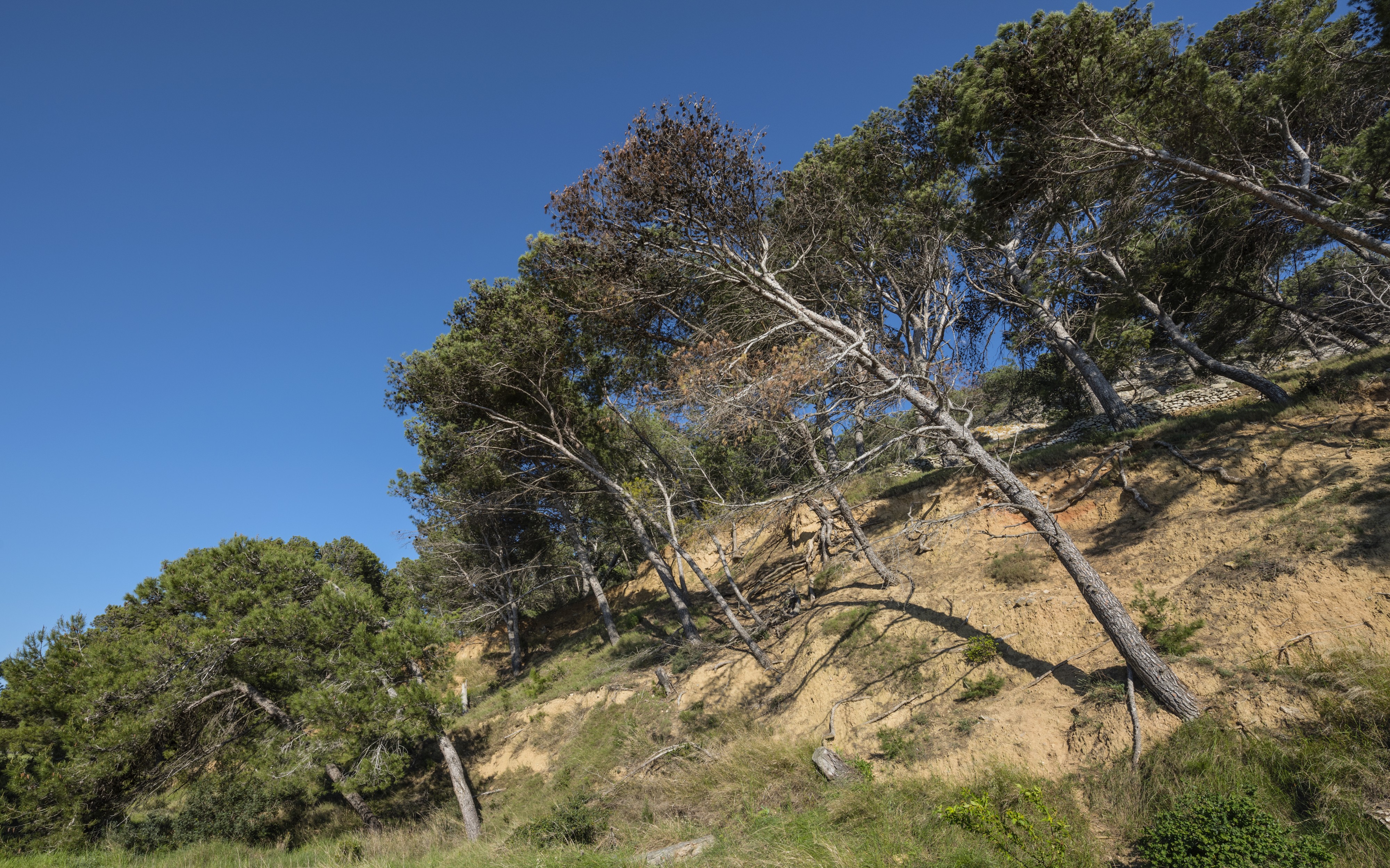 Pine trees, Île Saint-Martin, Gruissan cf01