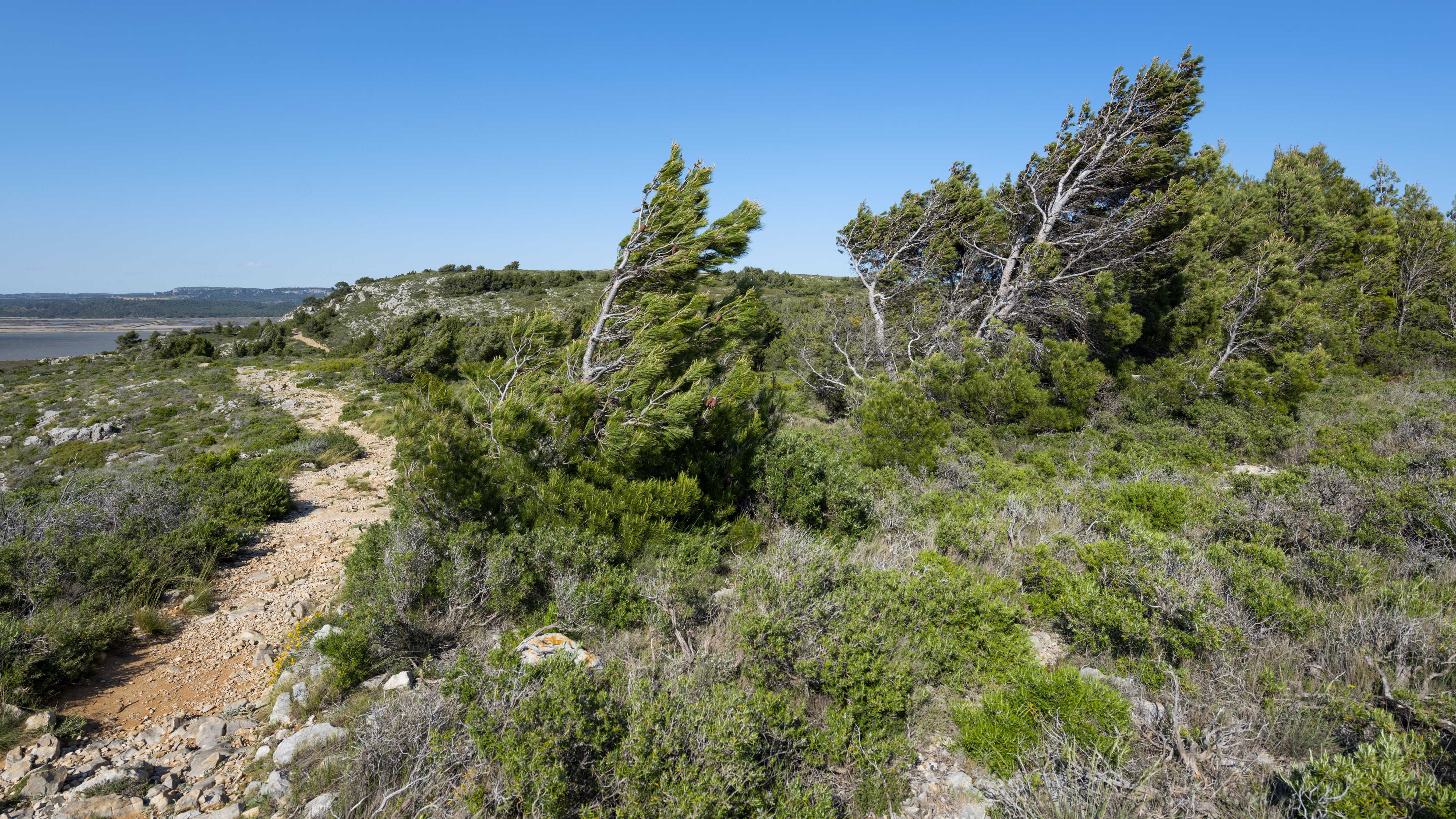 Pine trees, Île Saint-Martin, Gruissan cf02