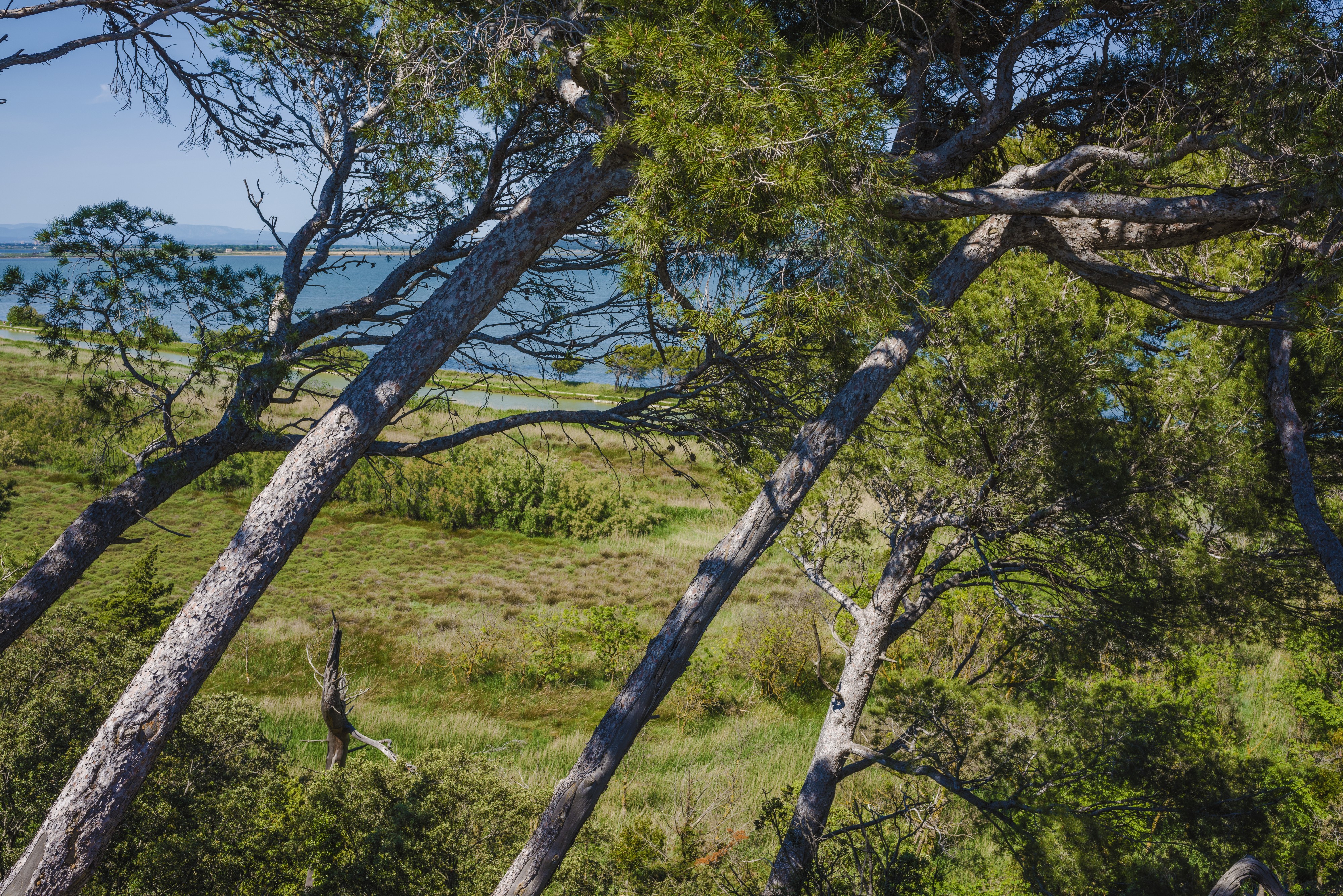 Pine trees in Sainte-Lucie Island