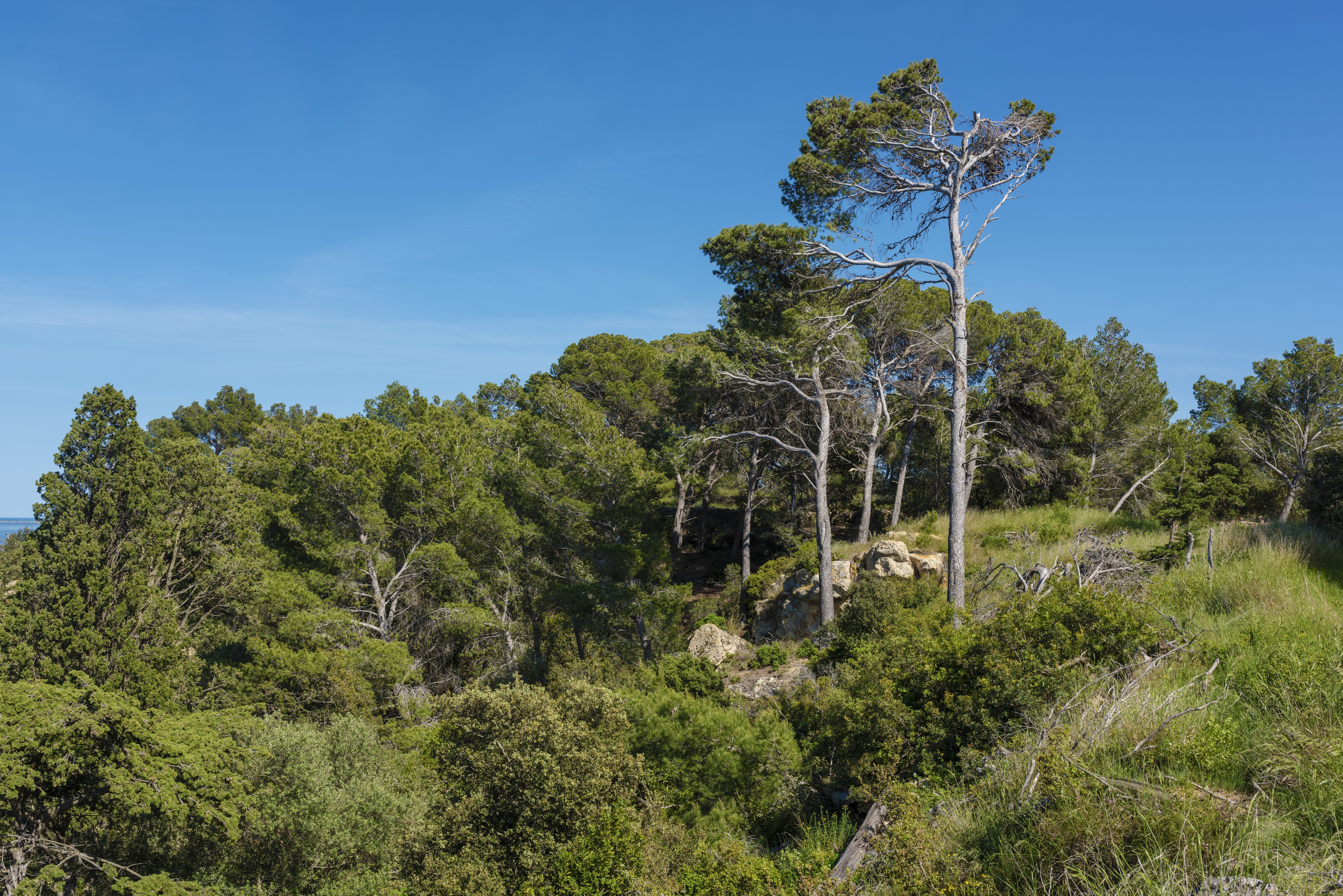 Pine trees in Sainte Lucie 02