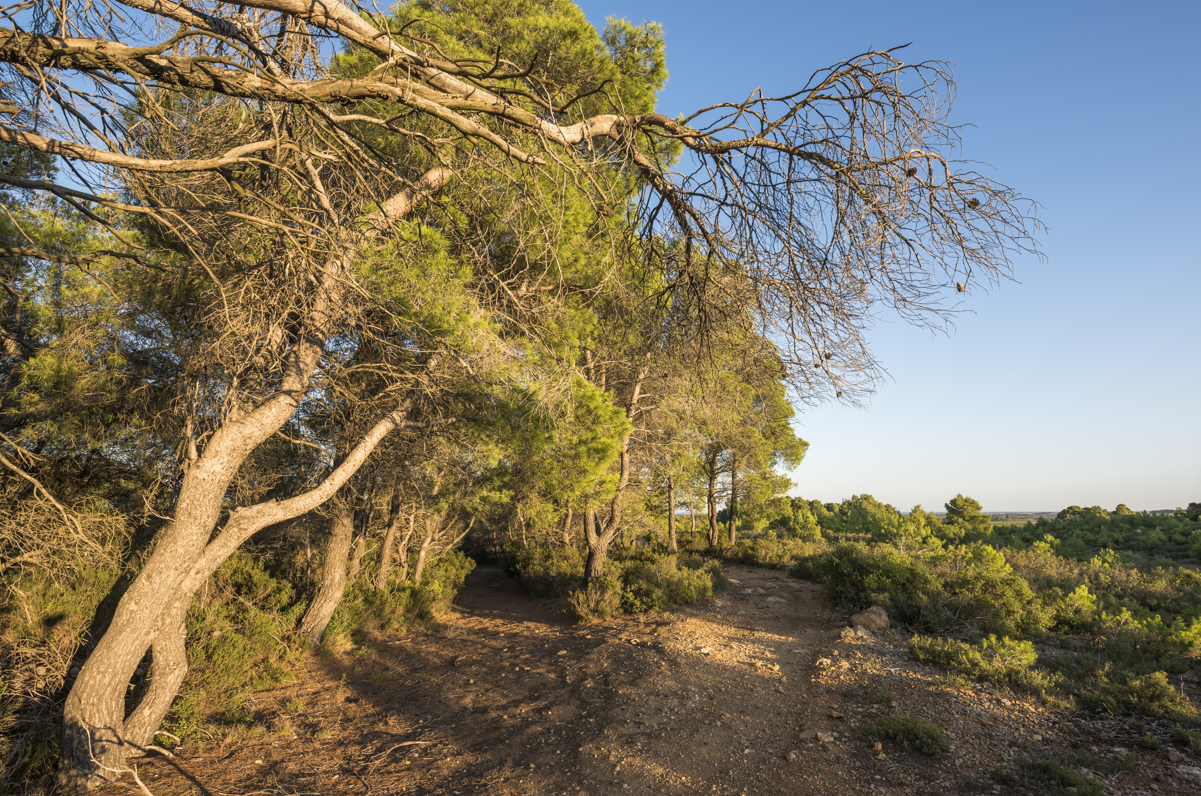 Trail and Aleppo Pines grove, Pinet, Hérault