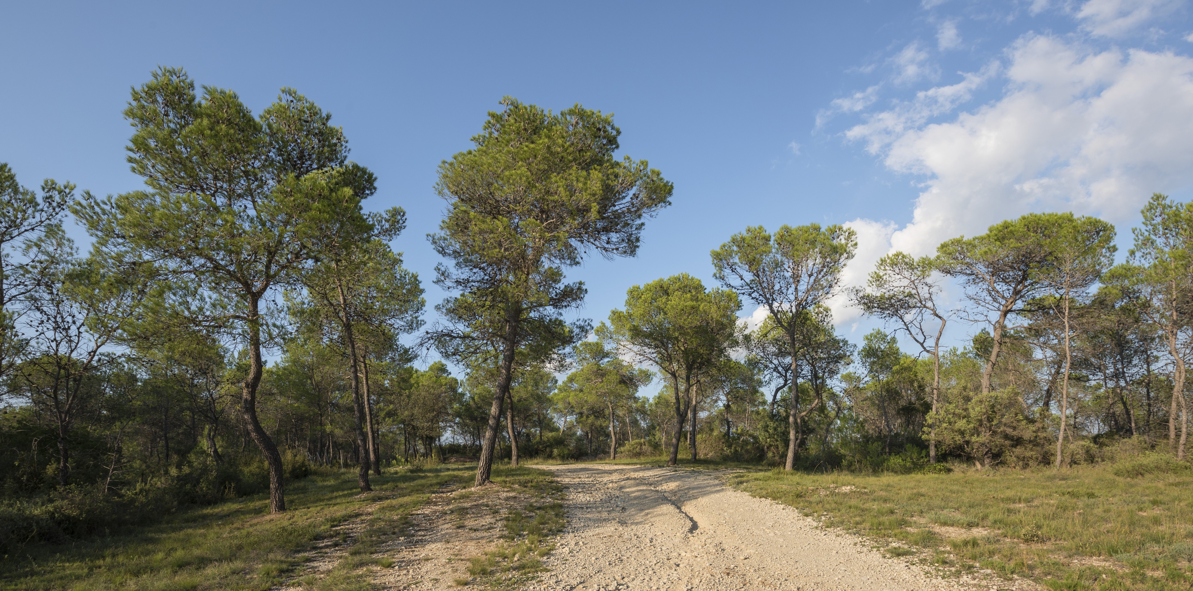 Trail in the Domaine de Restinclières, Prades-le-Lez