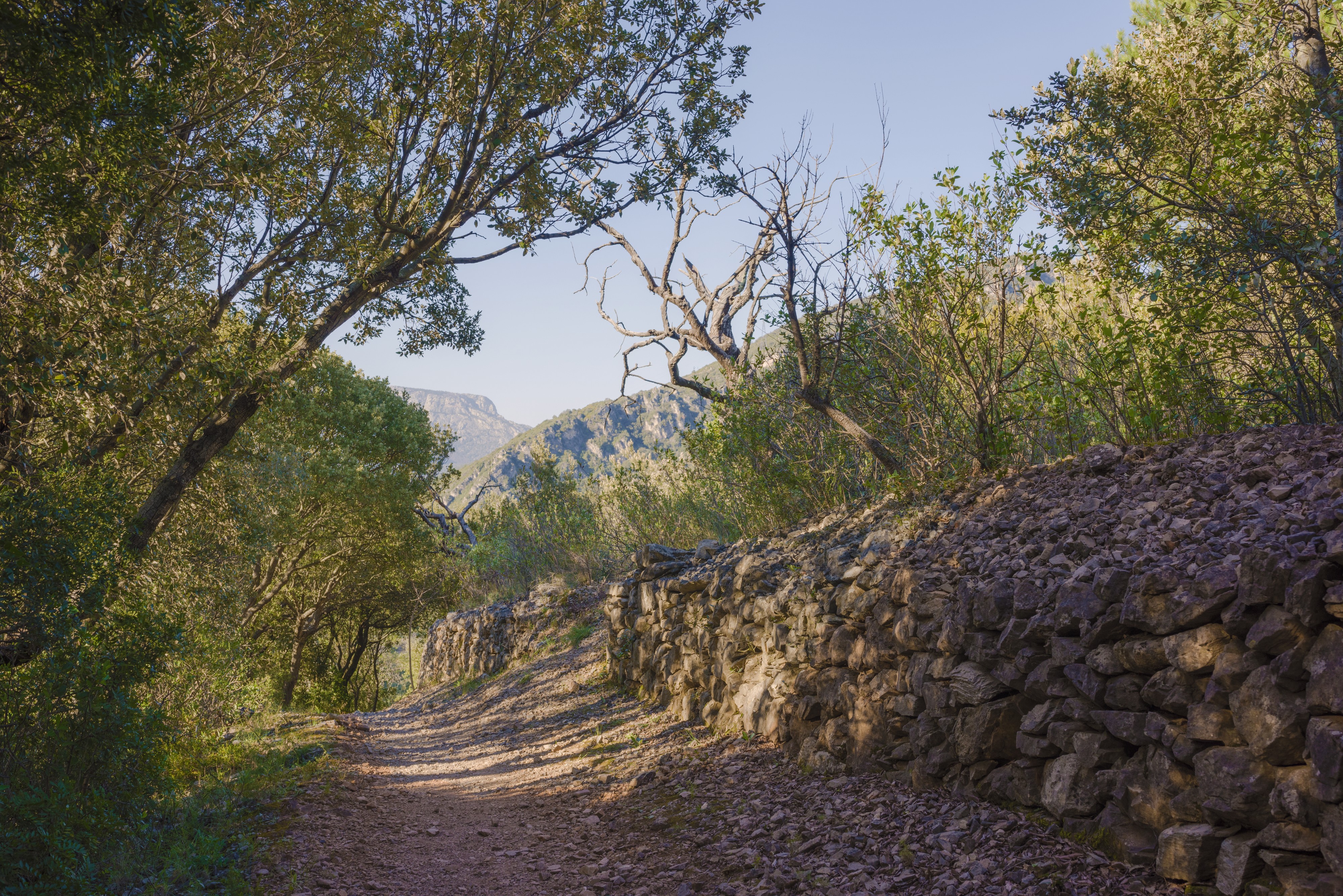 Trail in Vieussan 01