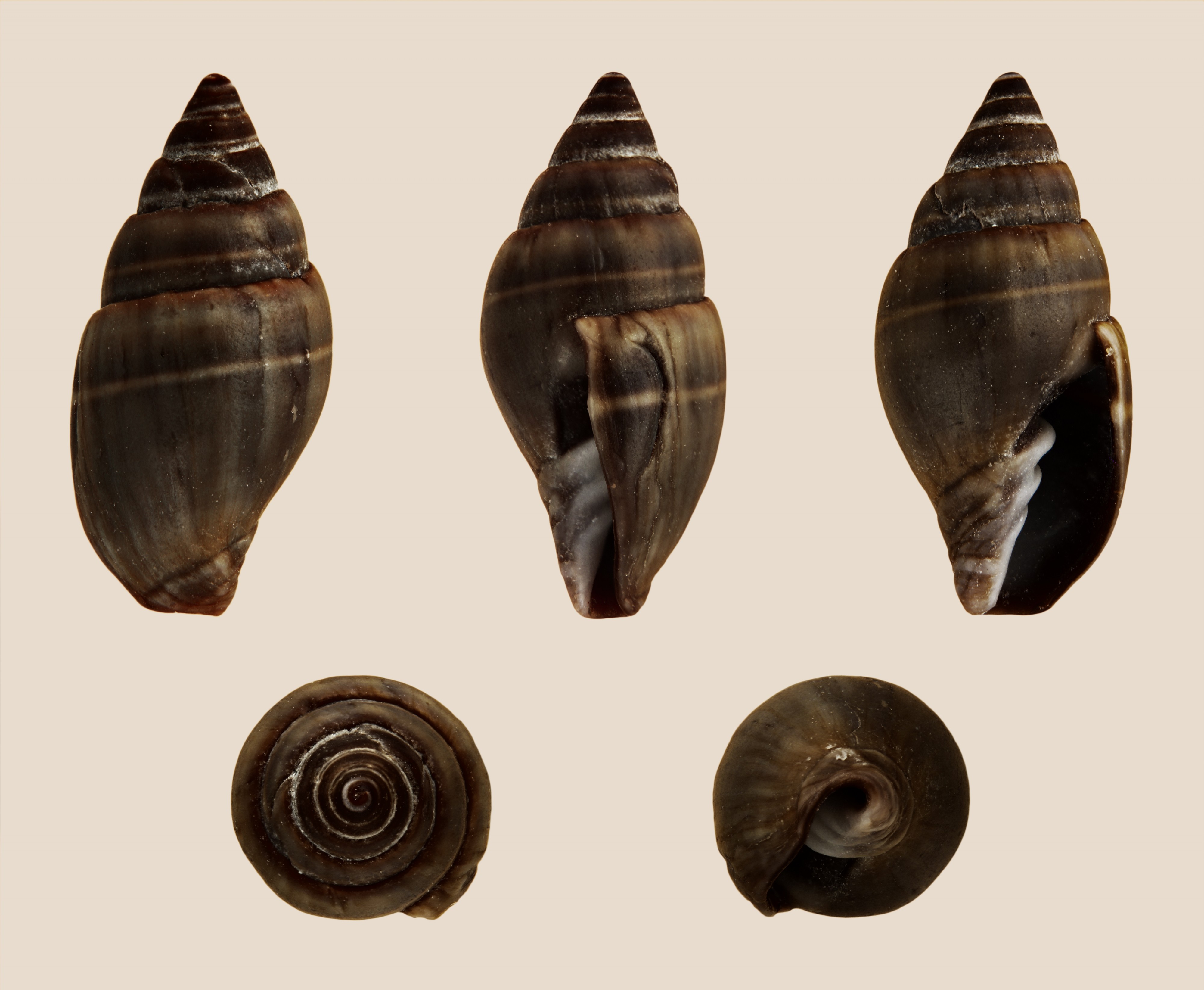 Vexillum ebenus 01