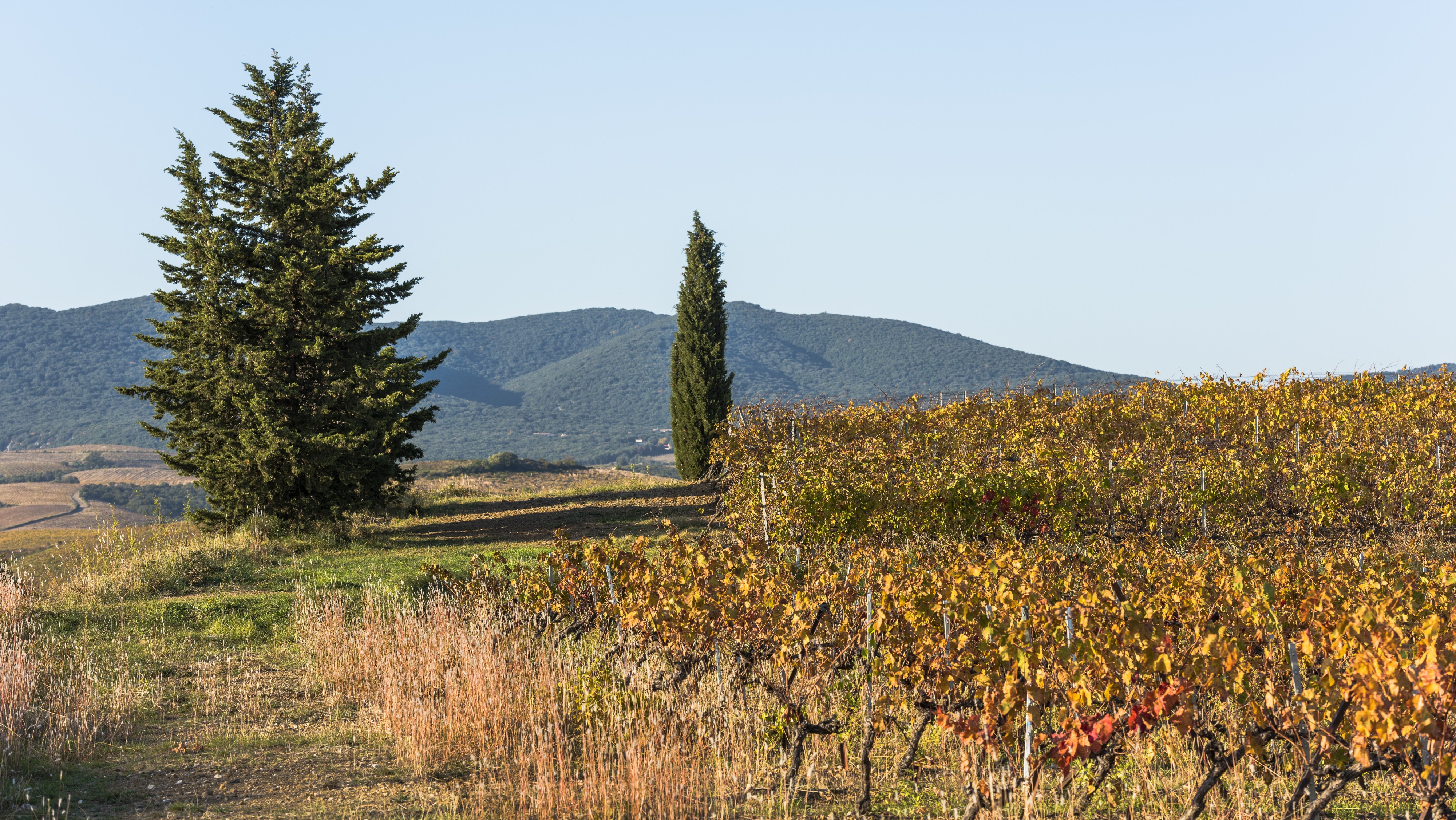 Vineyards and trees in Autignac 01