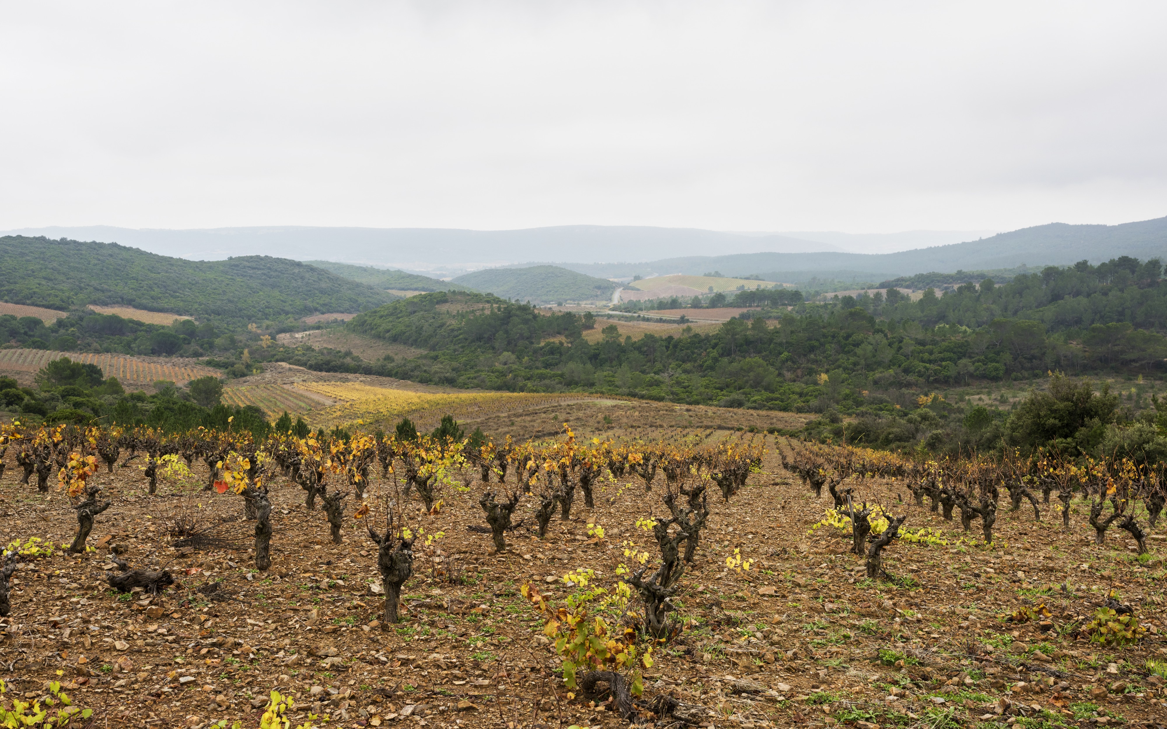 Vineyards in Cessenon-sur-Orb 01
