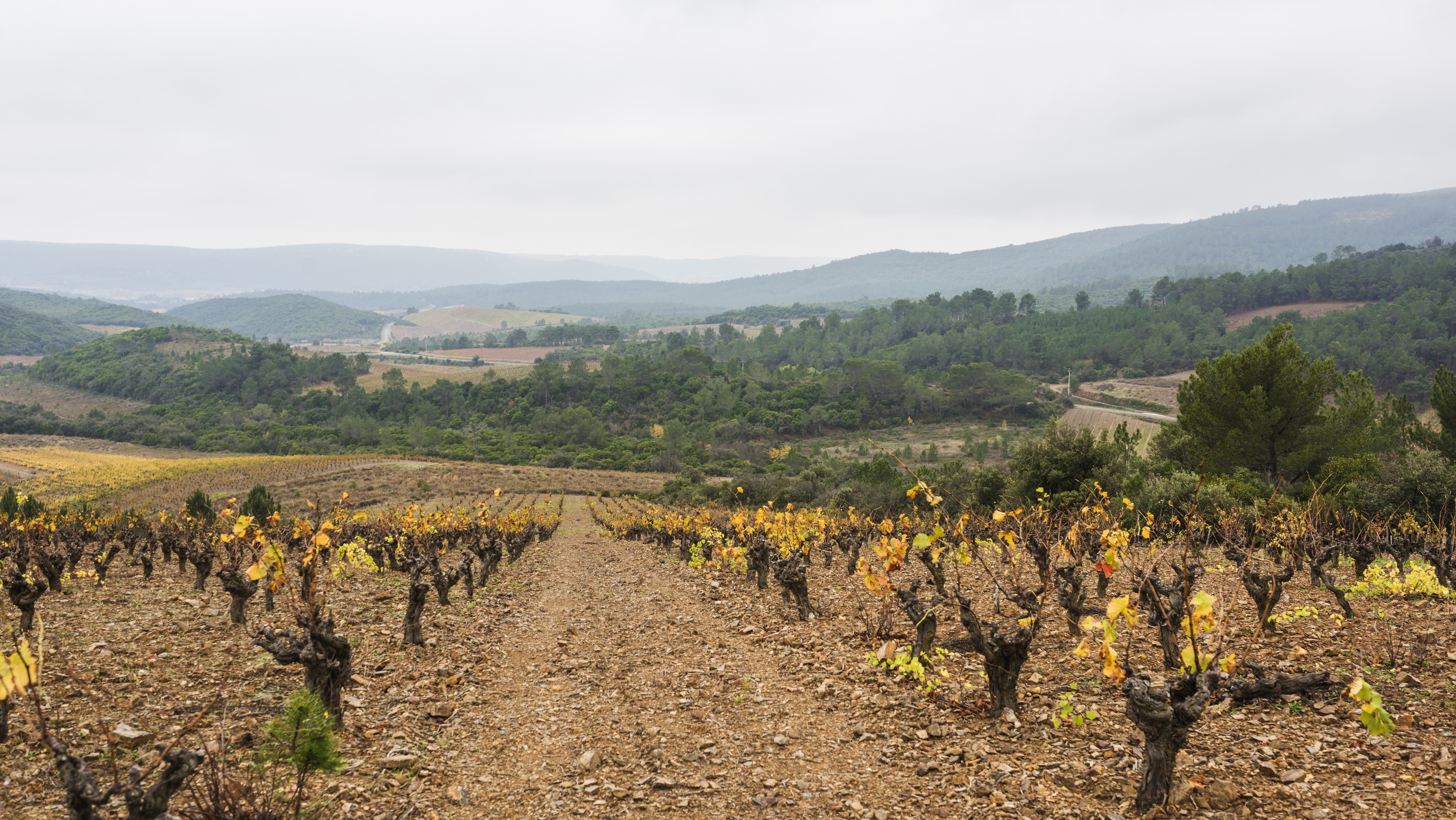 Vineyards in Cessenon-sur-Orb 02