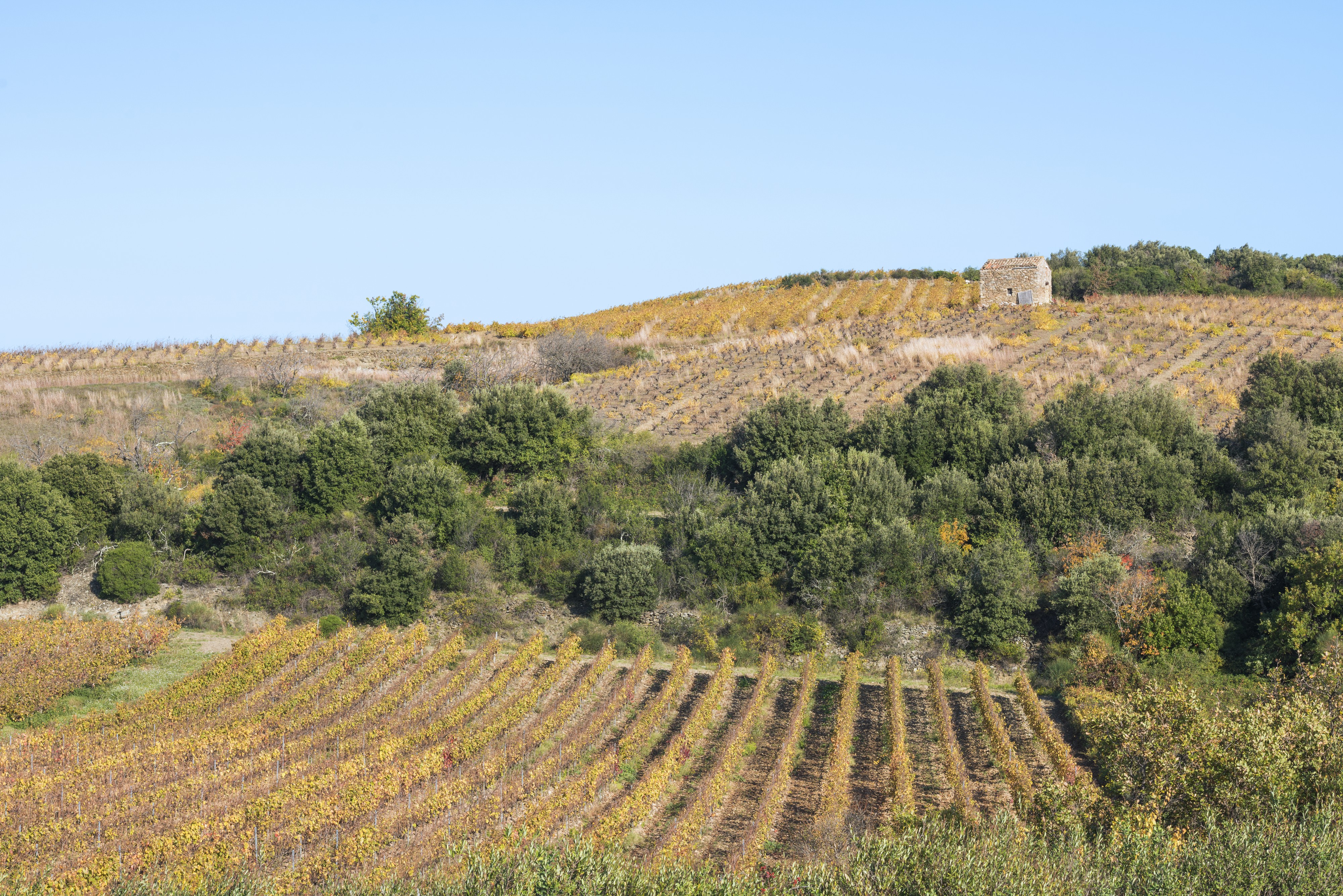 Vineyards in Faugères 02