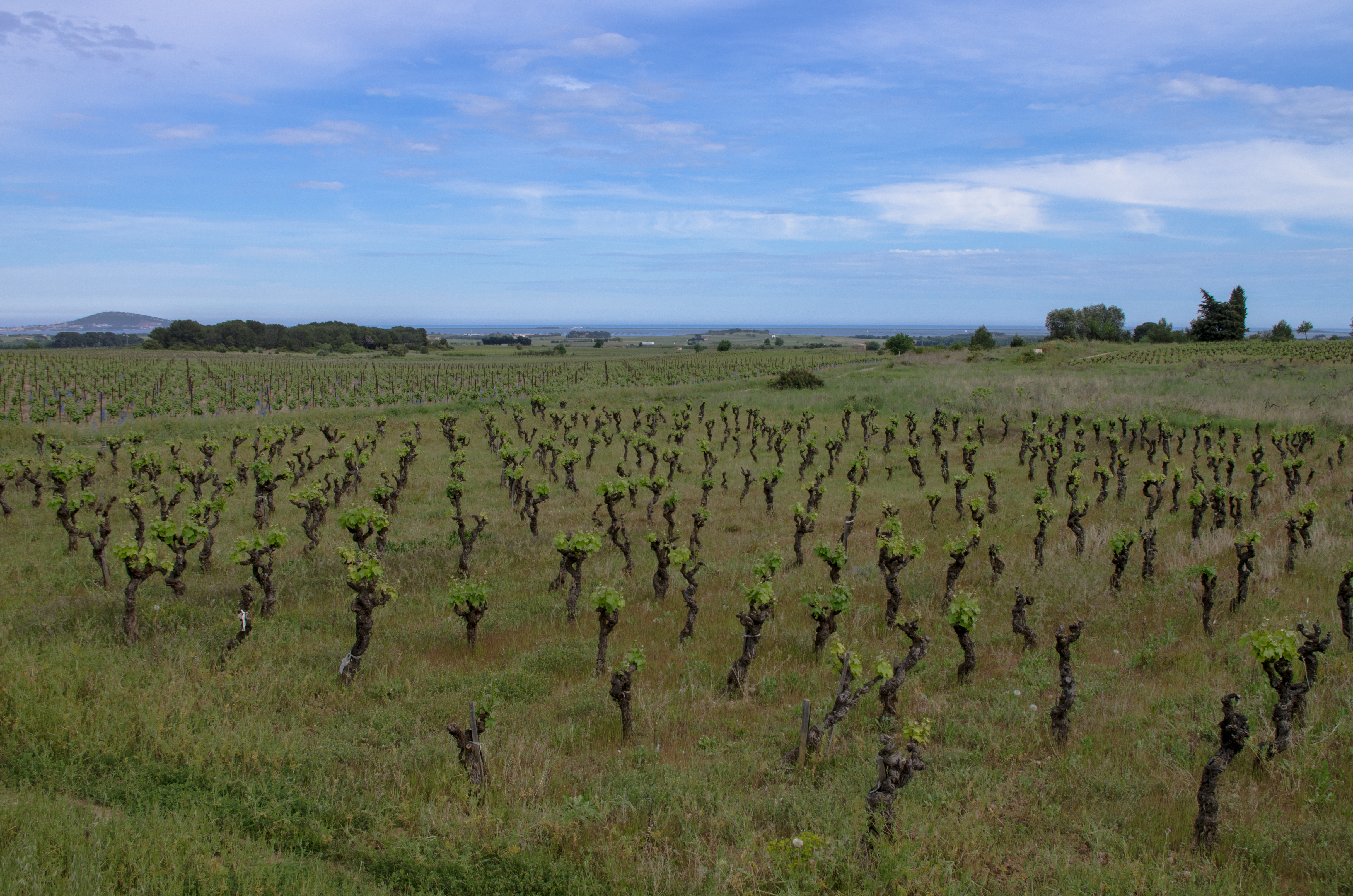 Vineyard, Pinet, Hérault 08