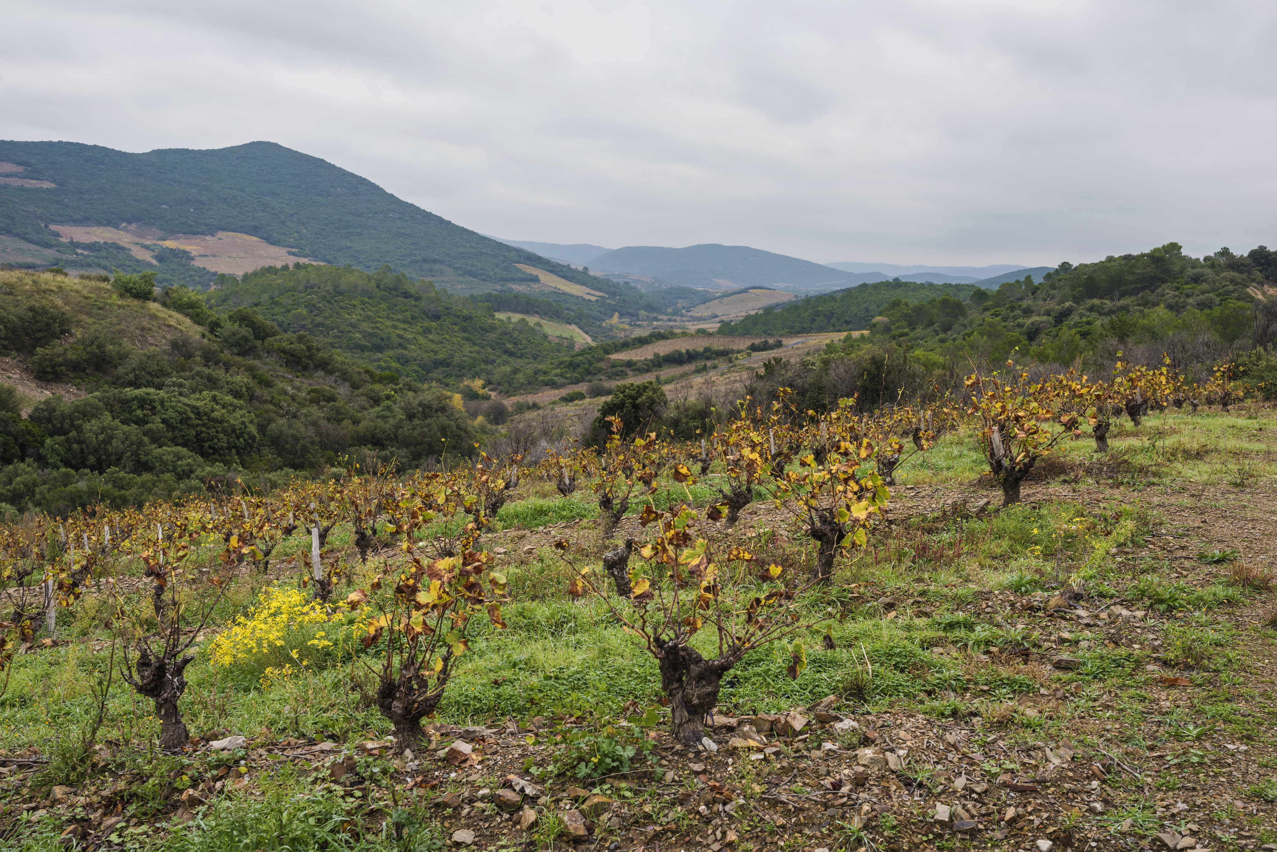 Vineyards in Berlou 01