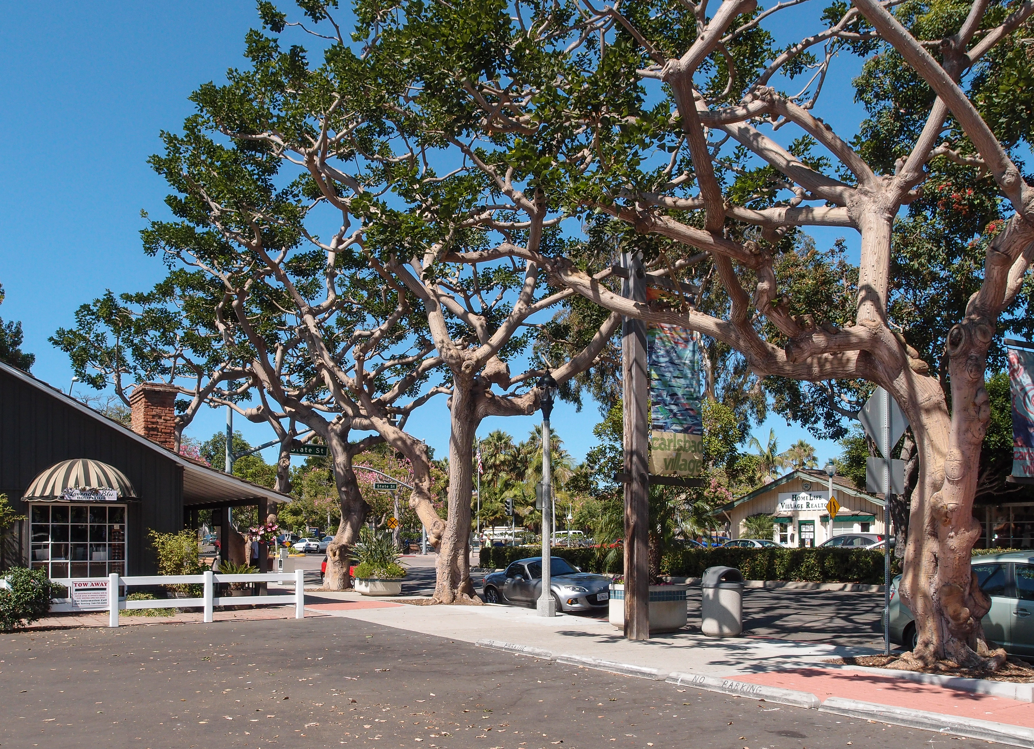 Carlsbad Cityscape Trees 2013