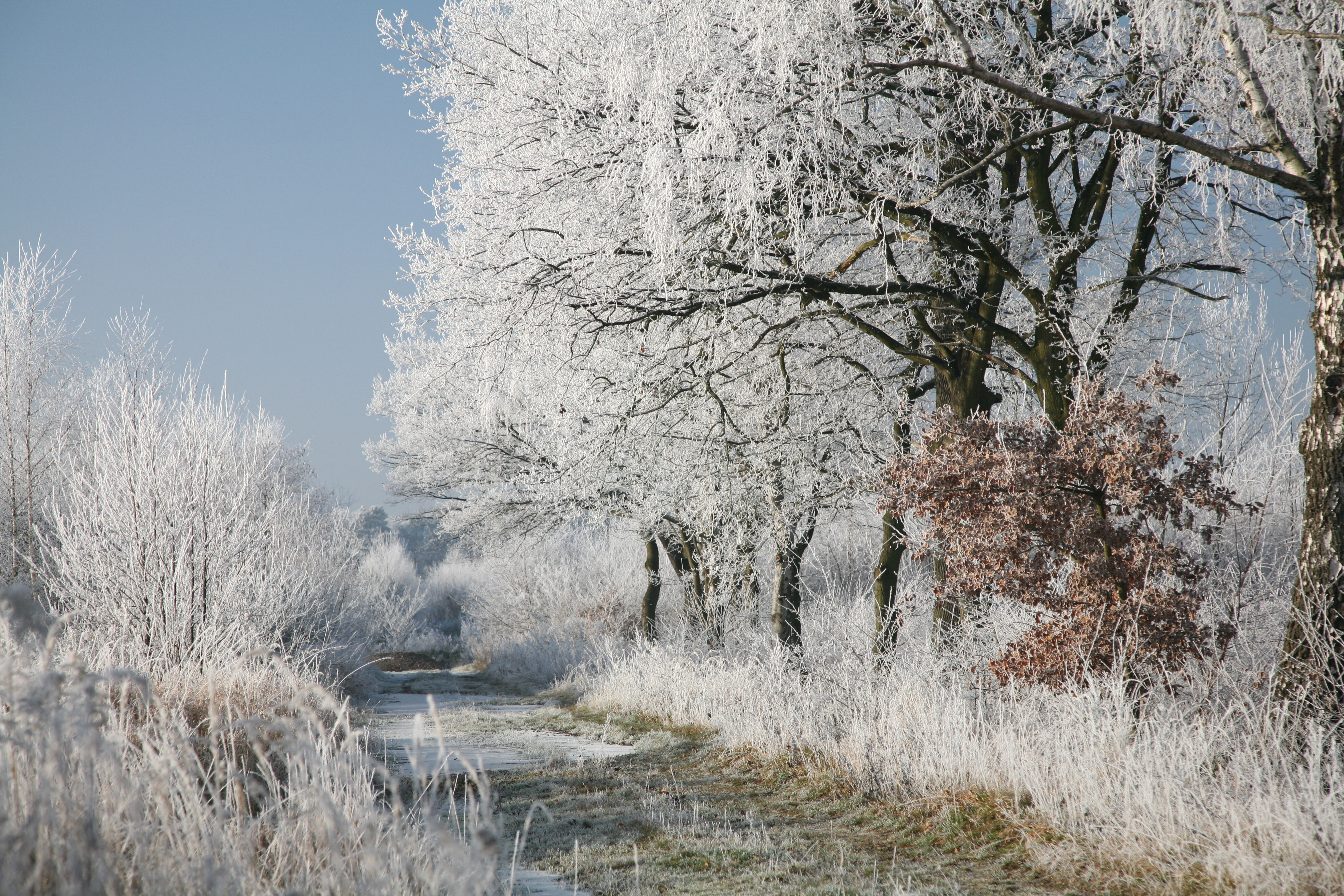 D Hoarfrost2