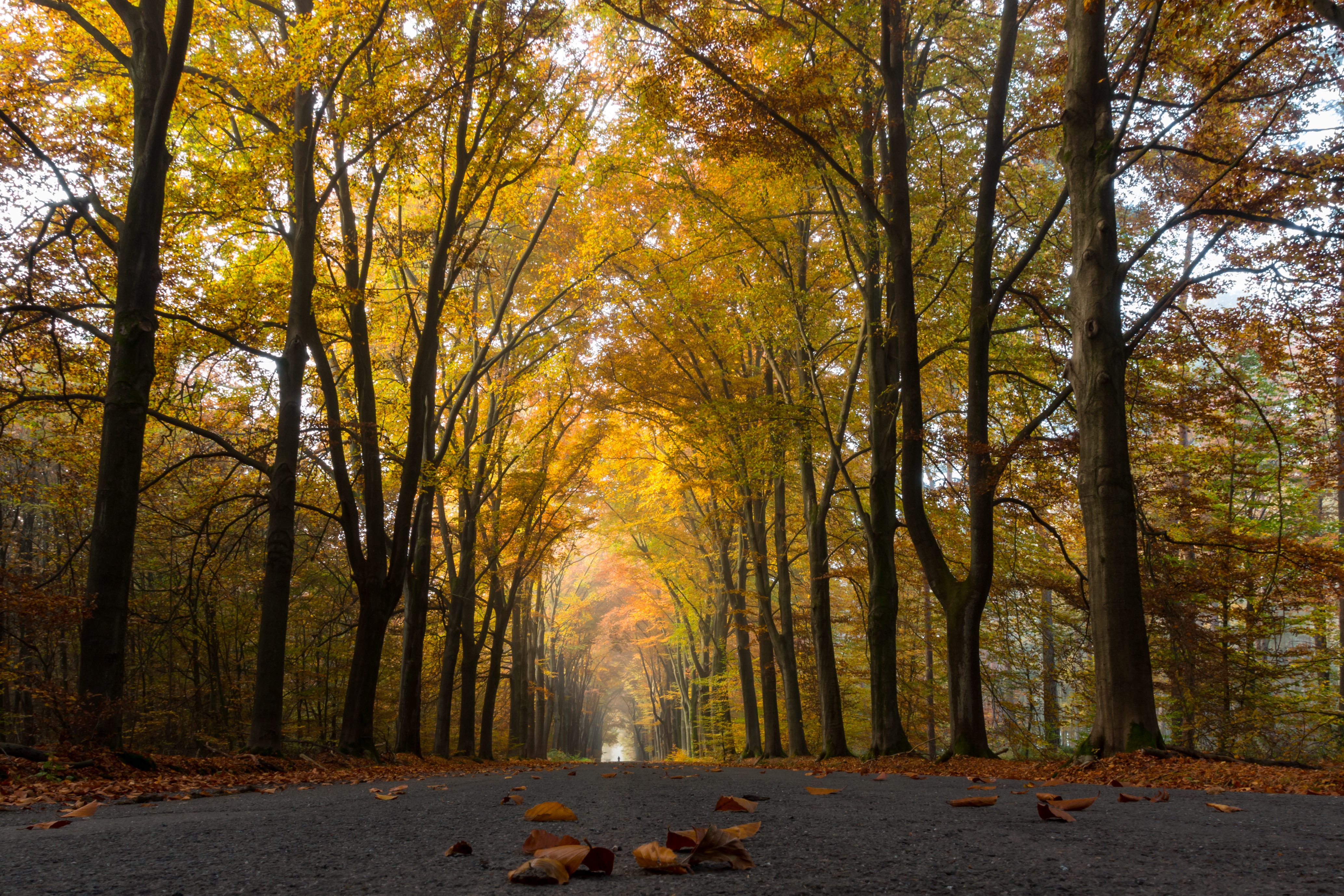 Dülmen, Börnste, Waldweg -- 2015 -- 9911