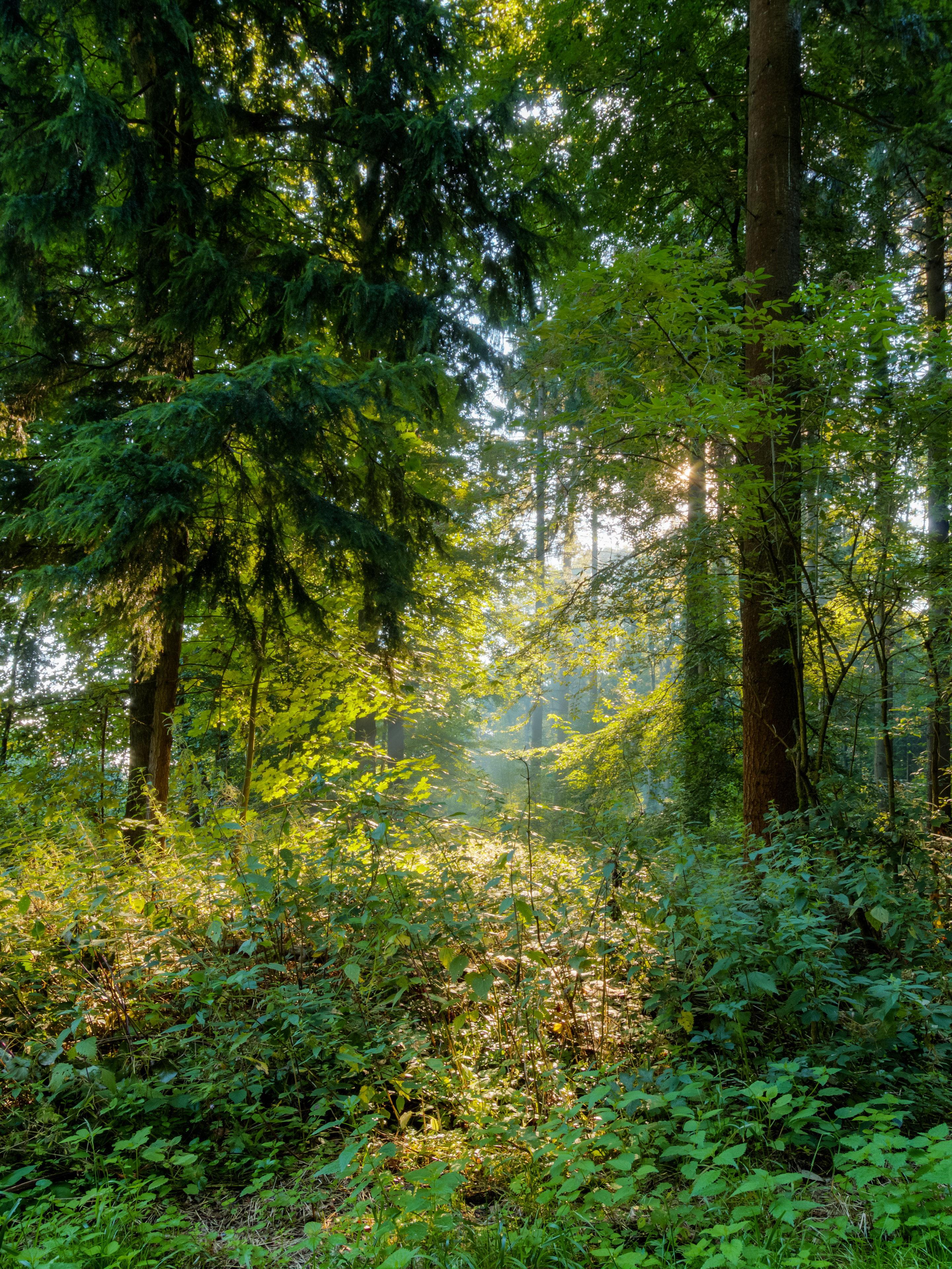 Dülmen, Göversheide -- 2015 -- 7723-7