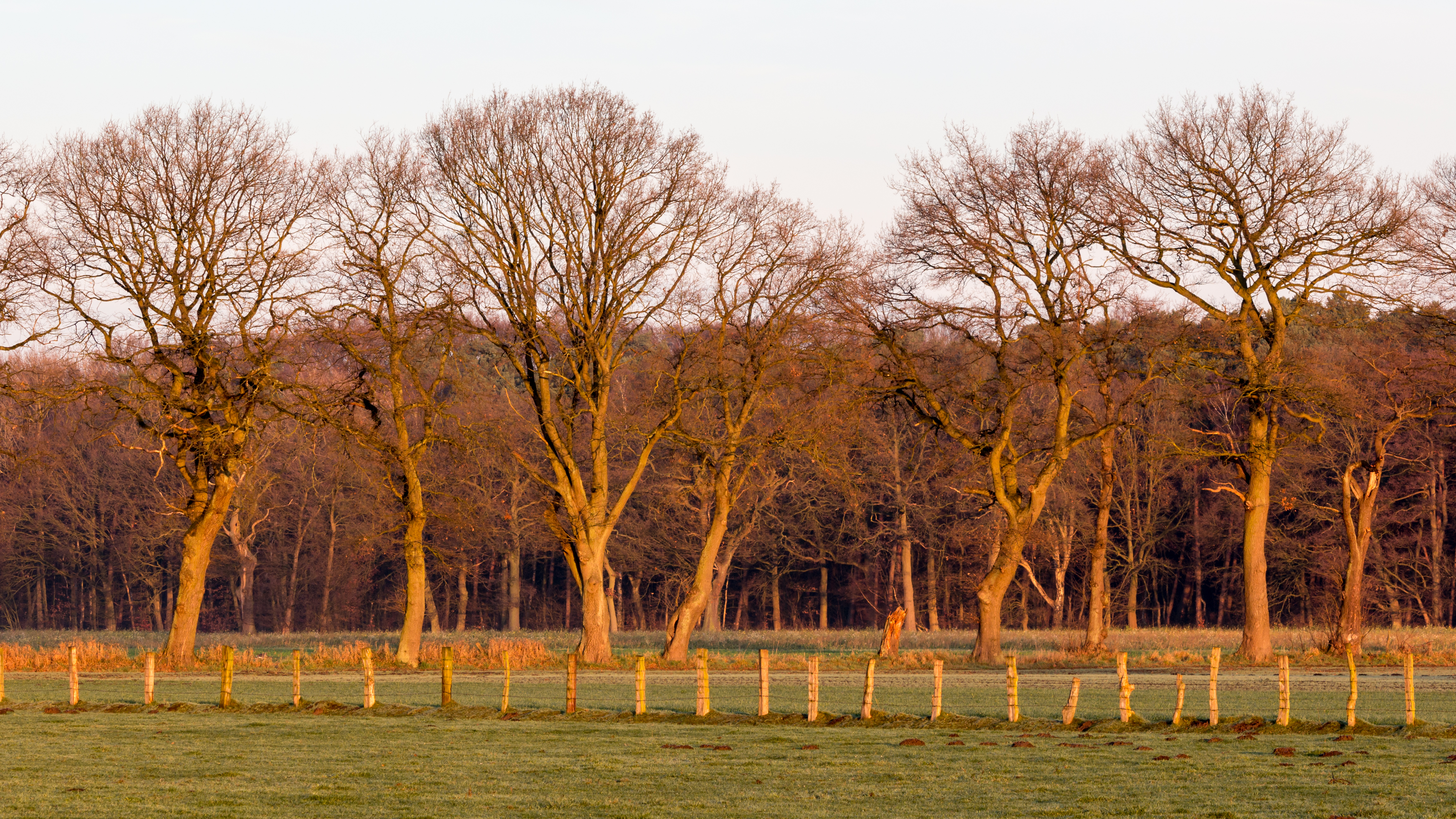 Dülmen, Hausdülmen, Wiese -- 2015 -- 0219