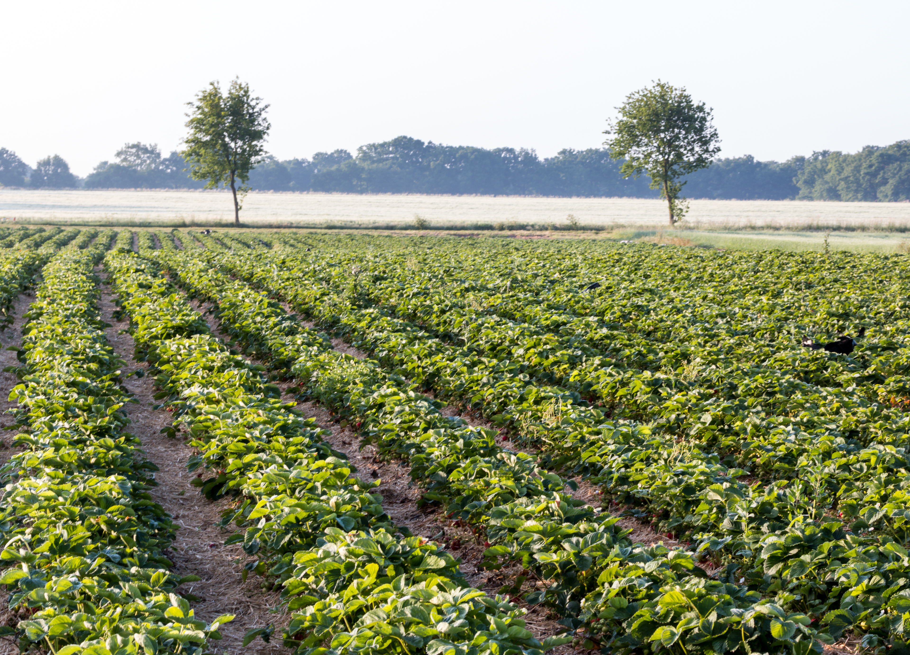 Dülmen, Kirchspiel, Erdbeerfeld -- 2015 -- 6521