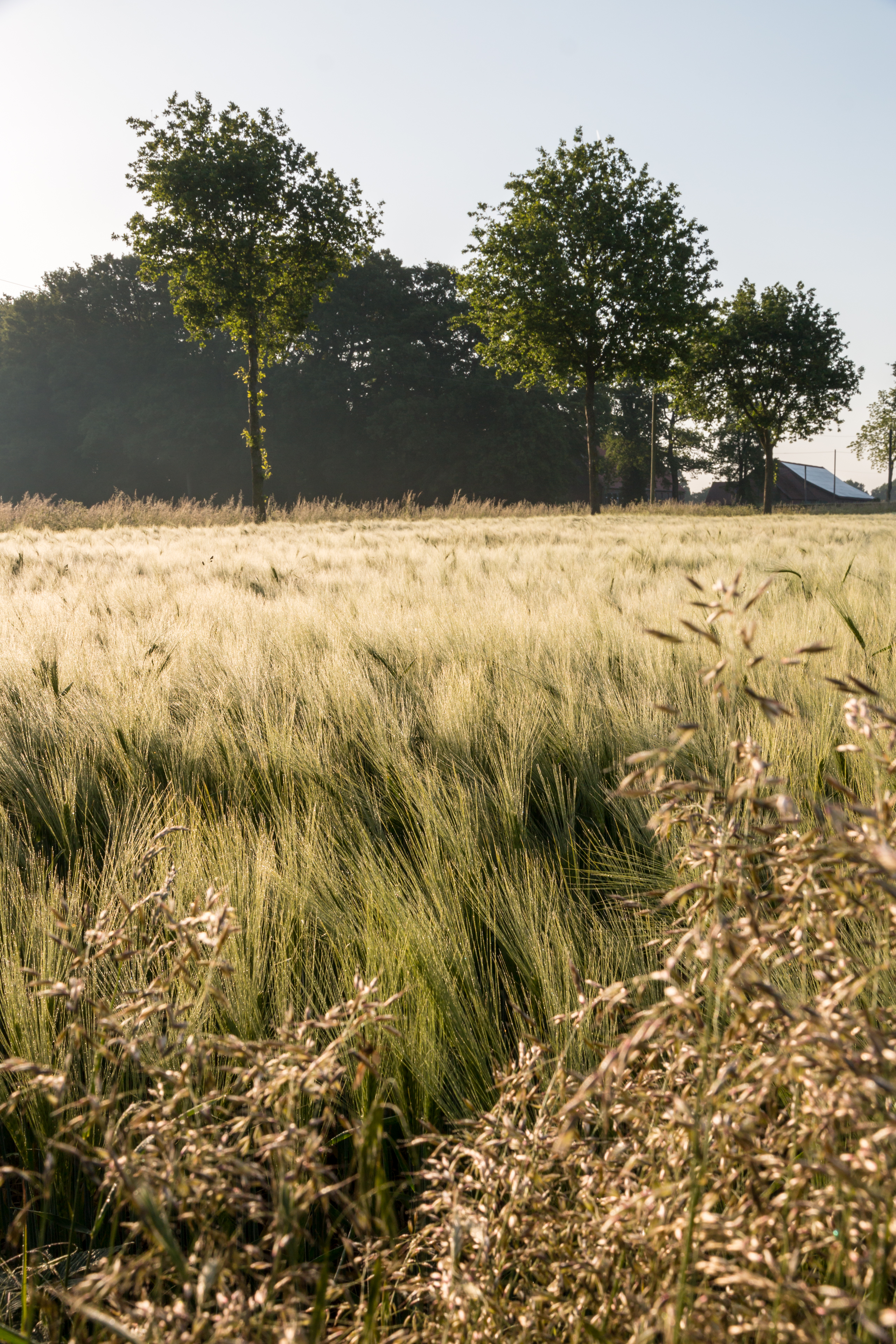 Dülmen, Kirchspiel, Gerstenfeld -- 2015 -- 6550