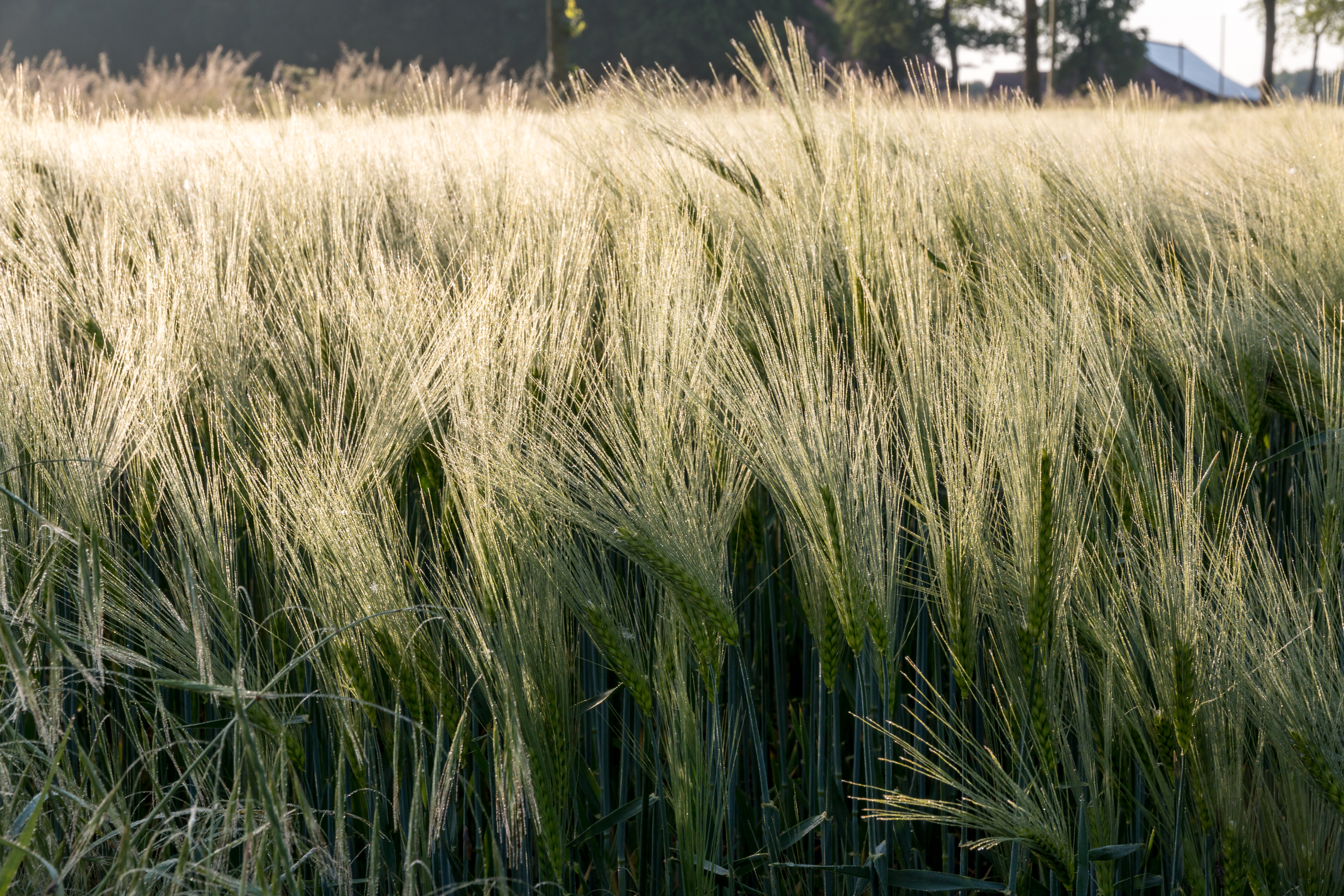 Dülmen, Kirchspiel, Gerstenfeld -- 2015 -- 6552