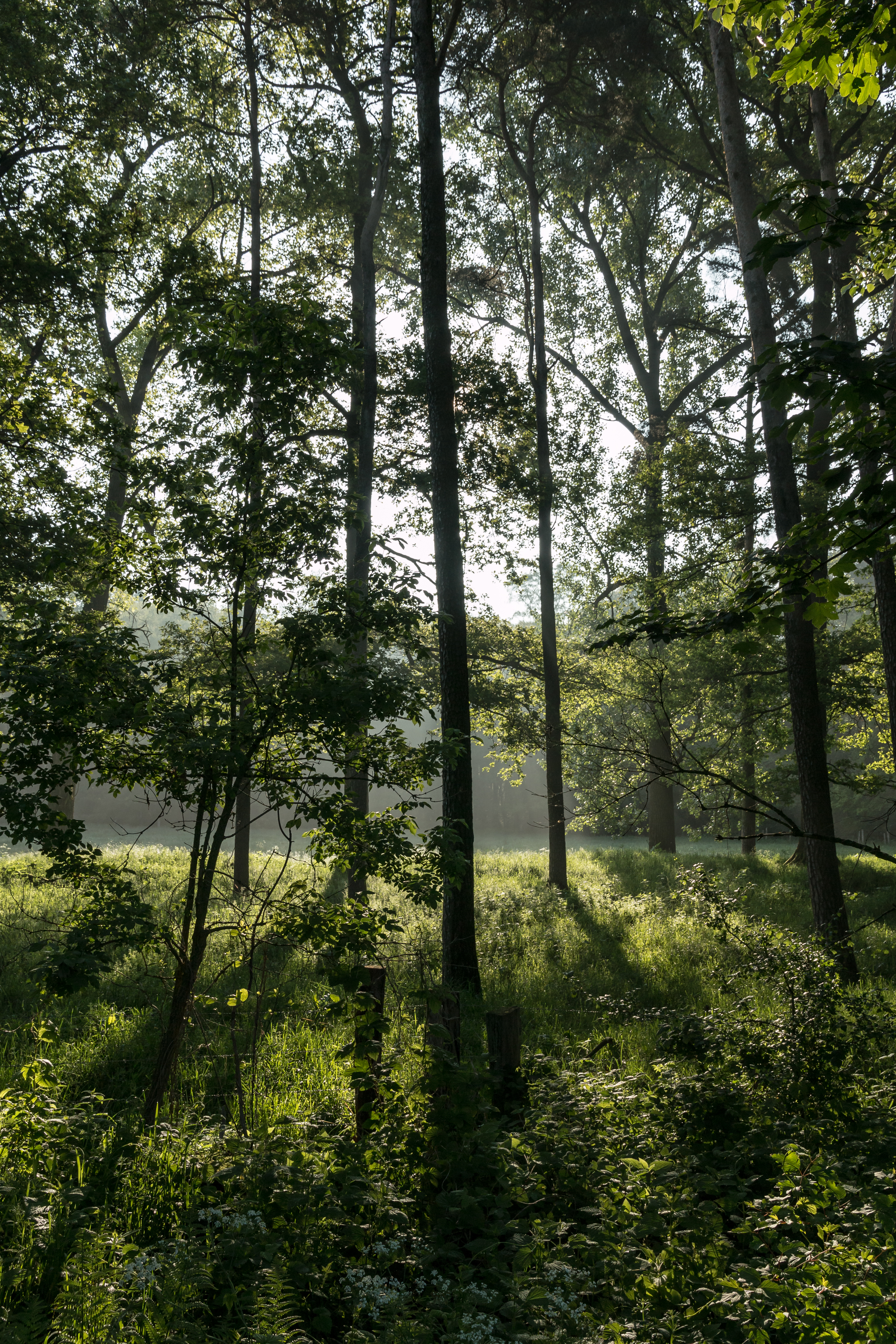 Dülmen, Naturschutzgebiet -Am Enteborn- -- 2014 -- 0198