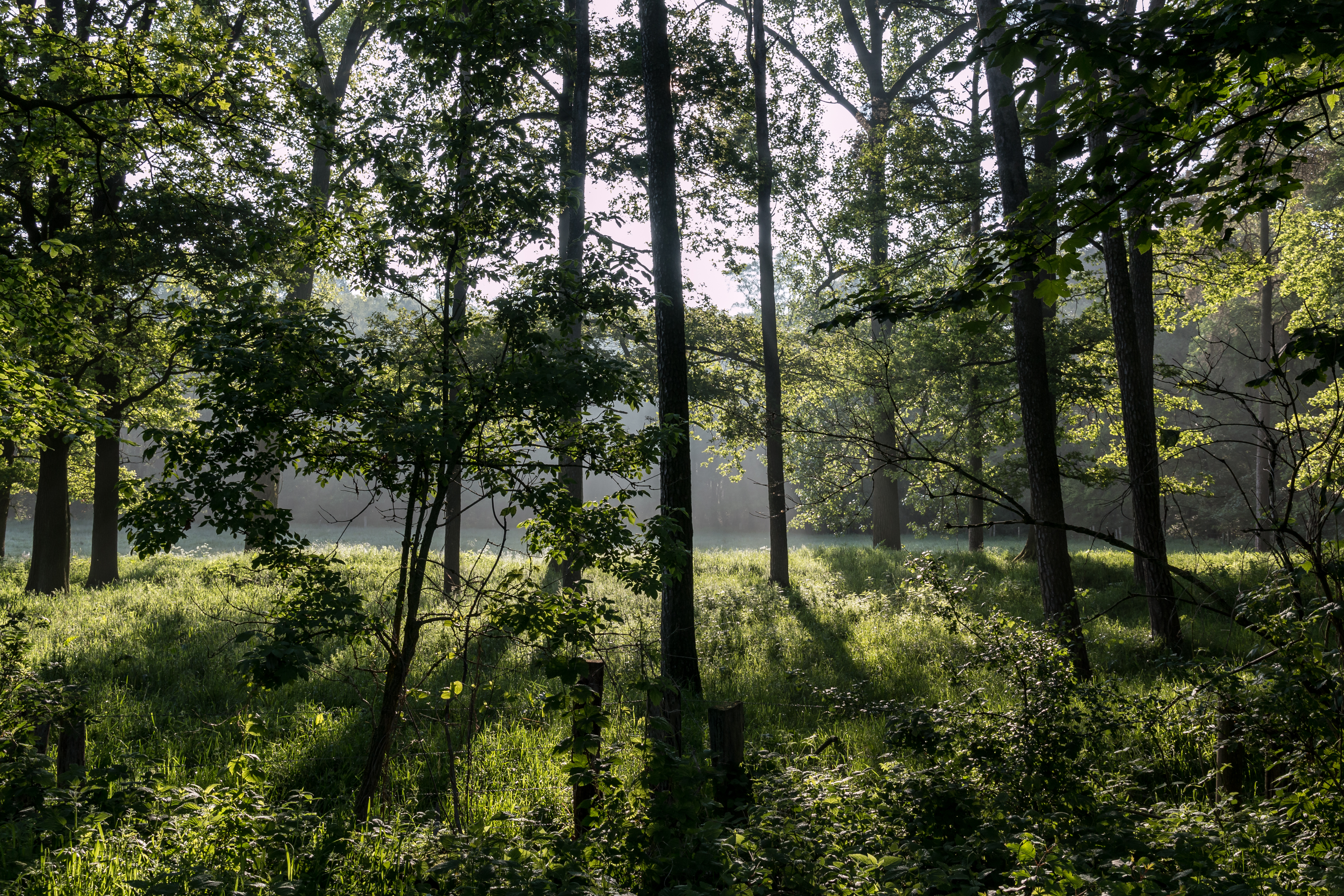 Dülmen, Naturschutzgebiet -Am Enteborn- -- 2014 -- 0199