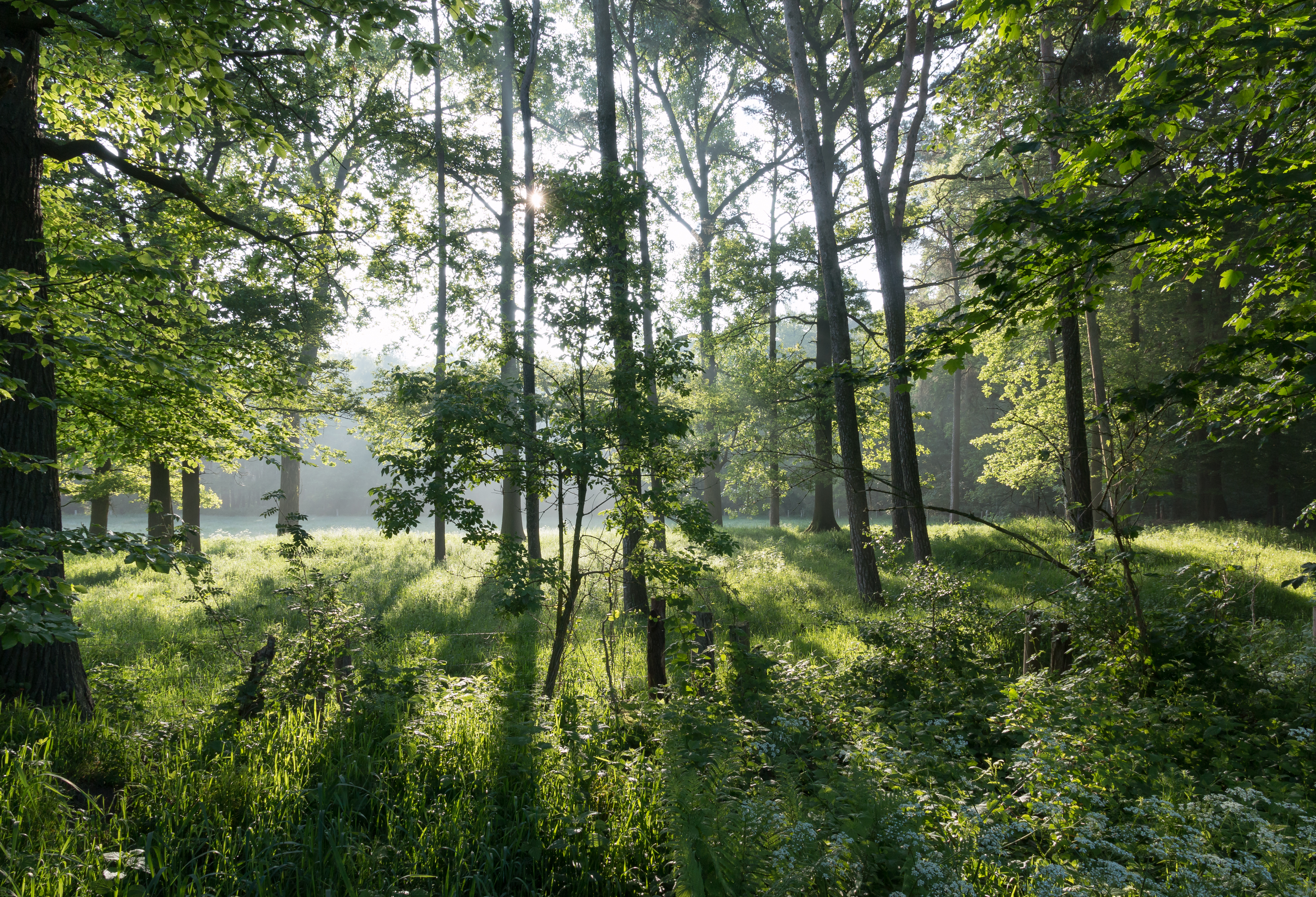Dülmen, Naturschutzgebiet -Am Enteborn- -- 2014 -- 0202