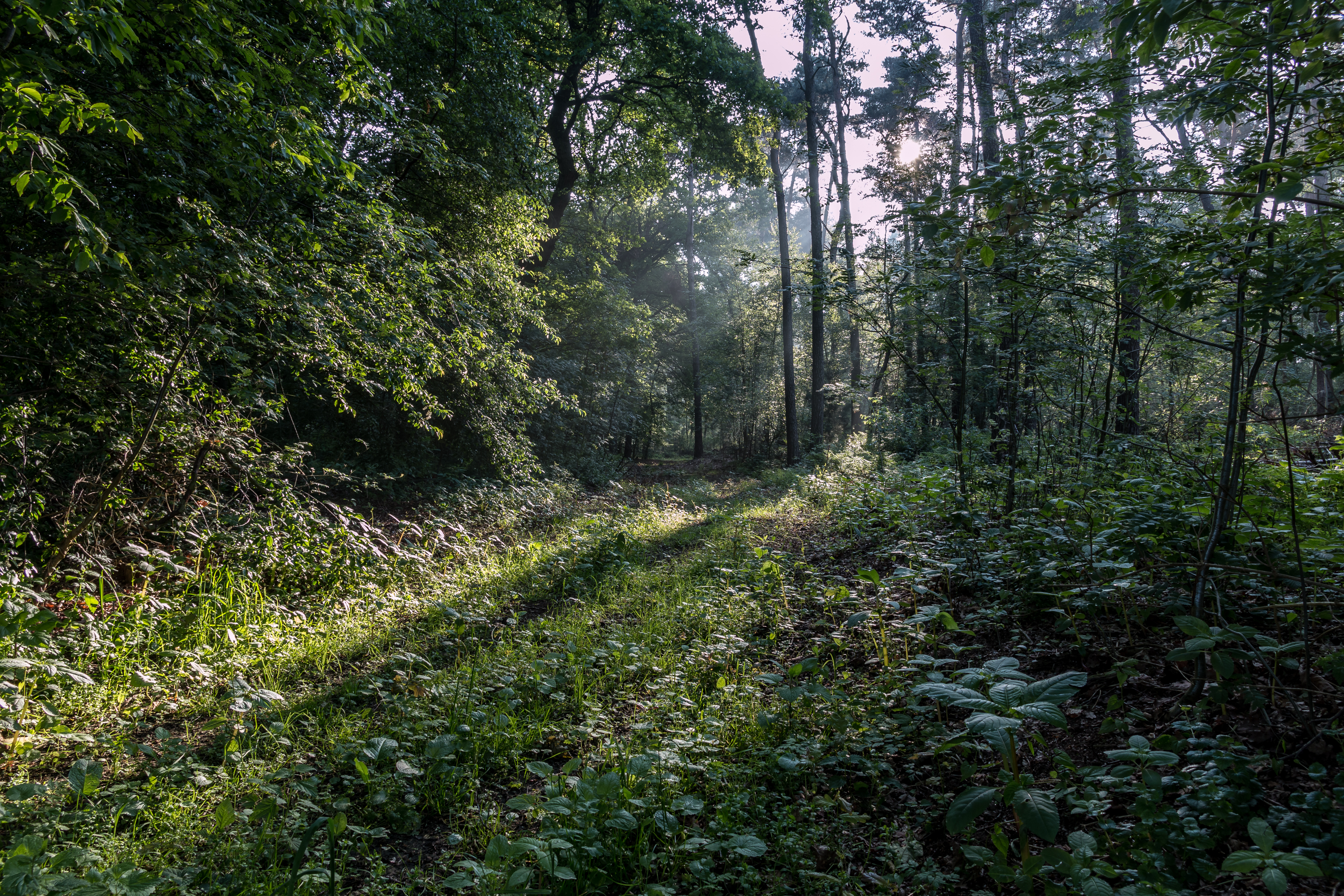 Dülmen, Naturschutzgebiet -Am Enteborn- -- 2014 -- 0208
