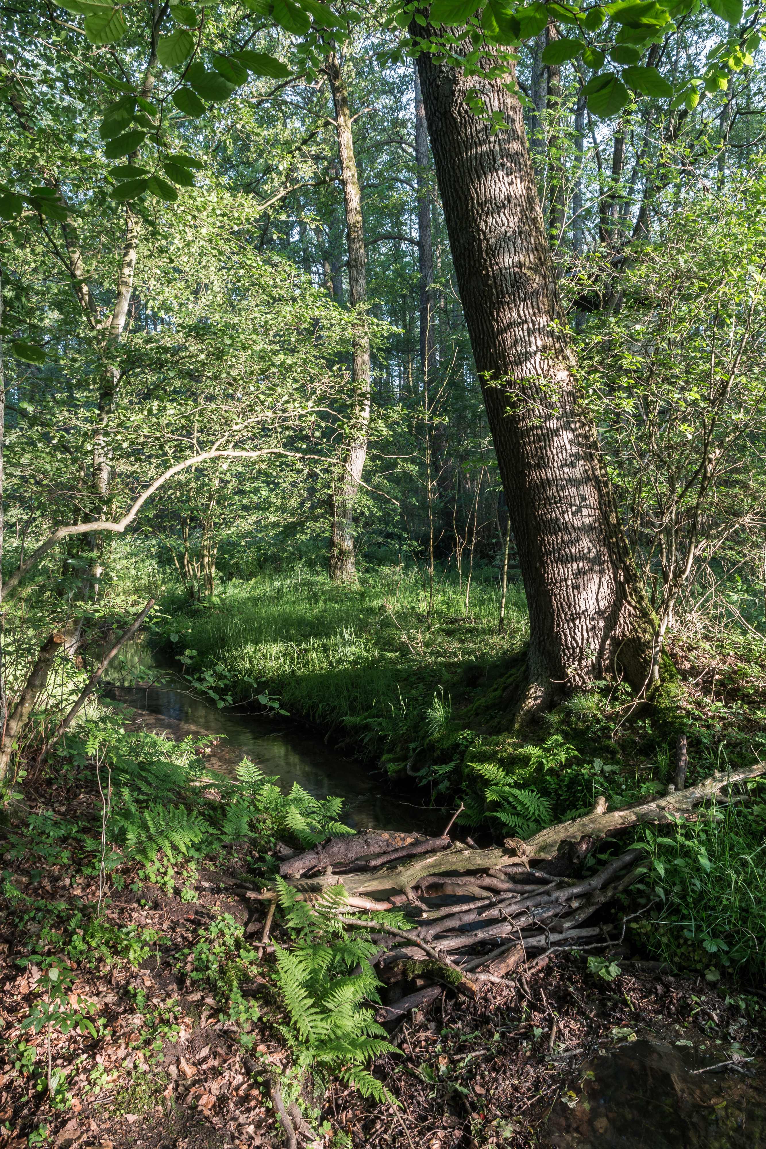 Dülmen, Naturschutzgebiet -Franzosenbach- -- 2014 -- 0186
