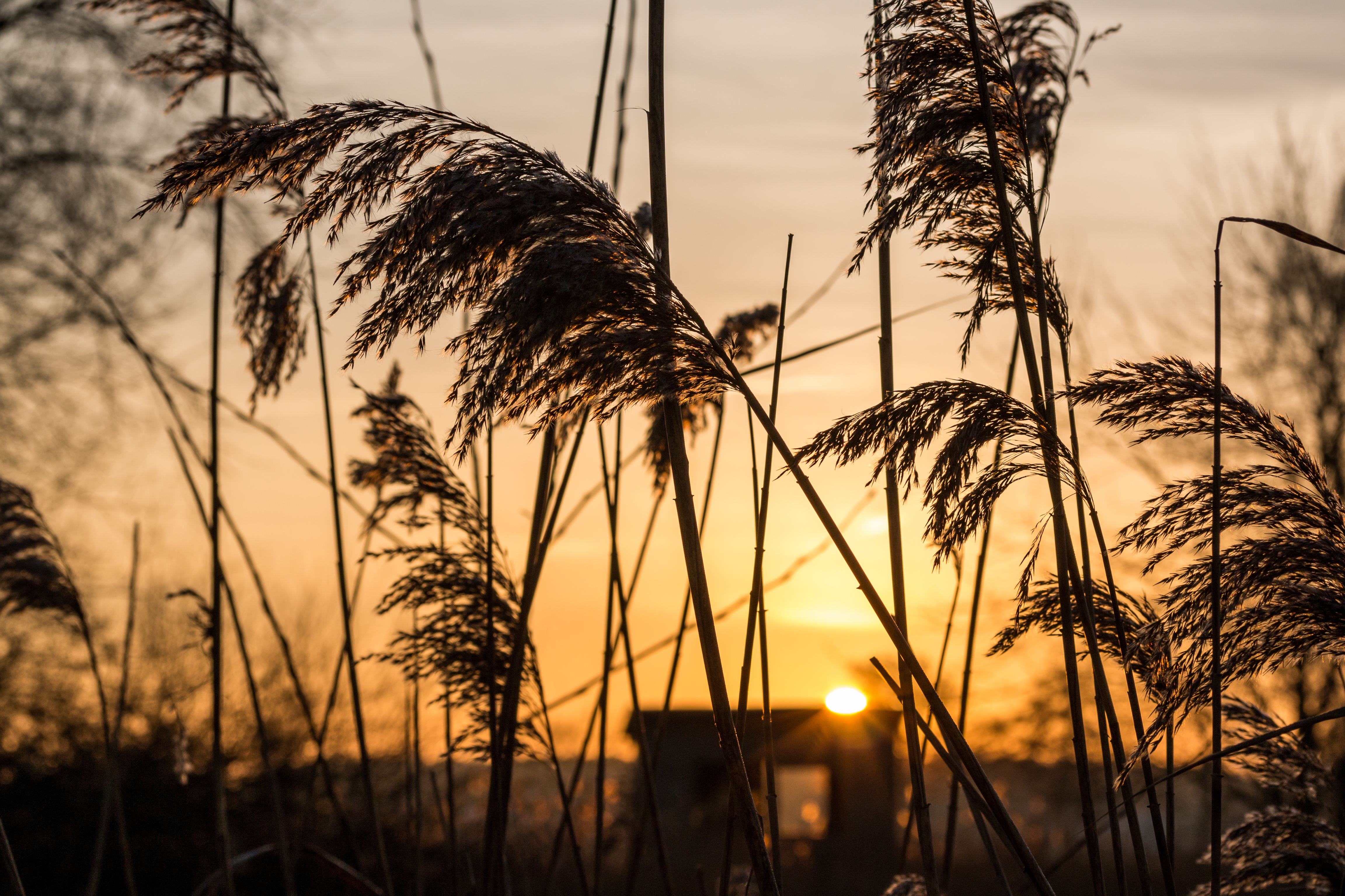 Dülmen, Oedlerteich (Heubachniederung) -- 2015 -- 0205