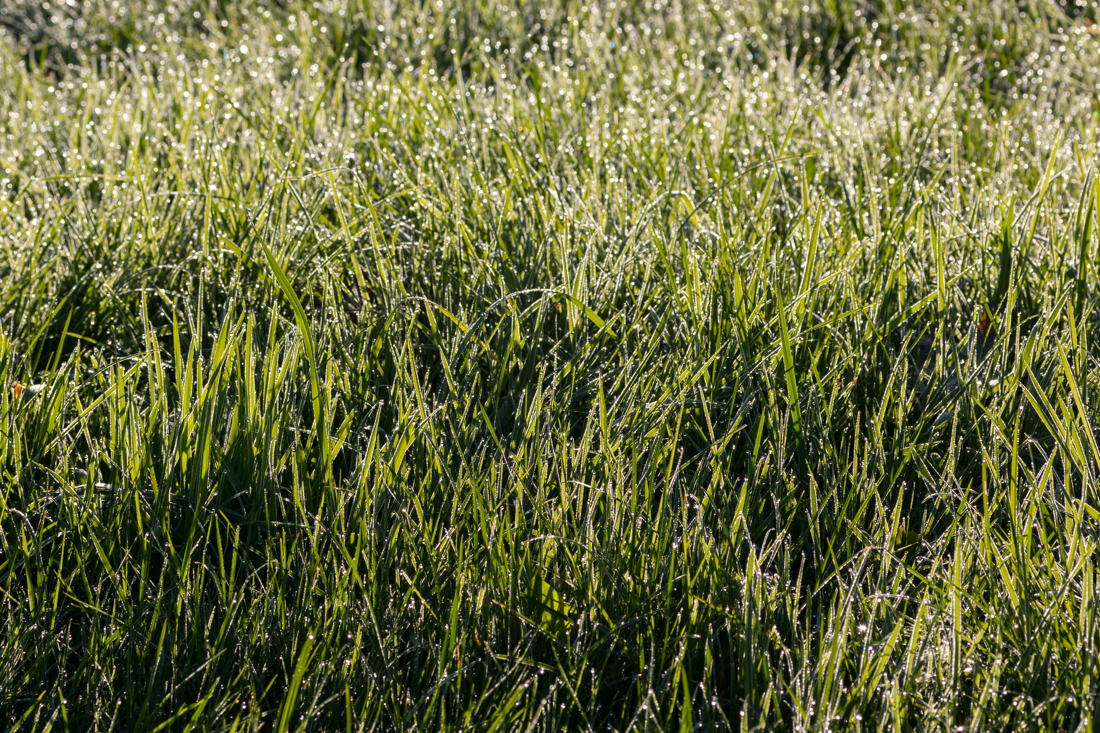 Dülmen, Wiese am Strandbadweg -- 2015 -- 8738