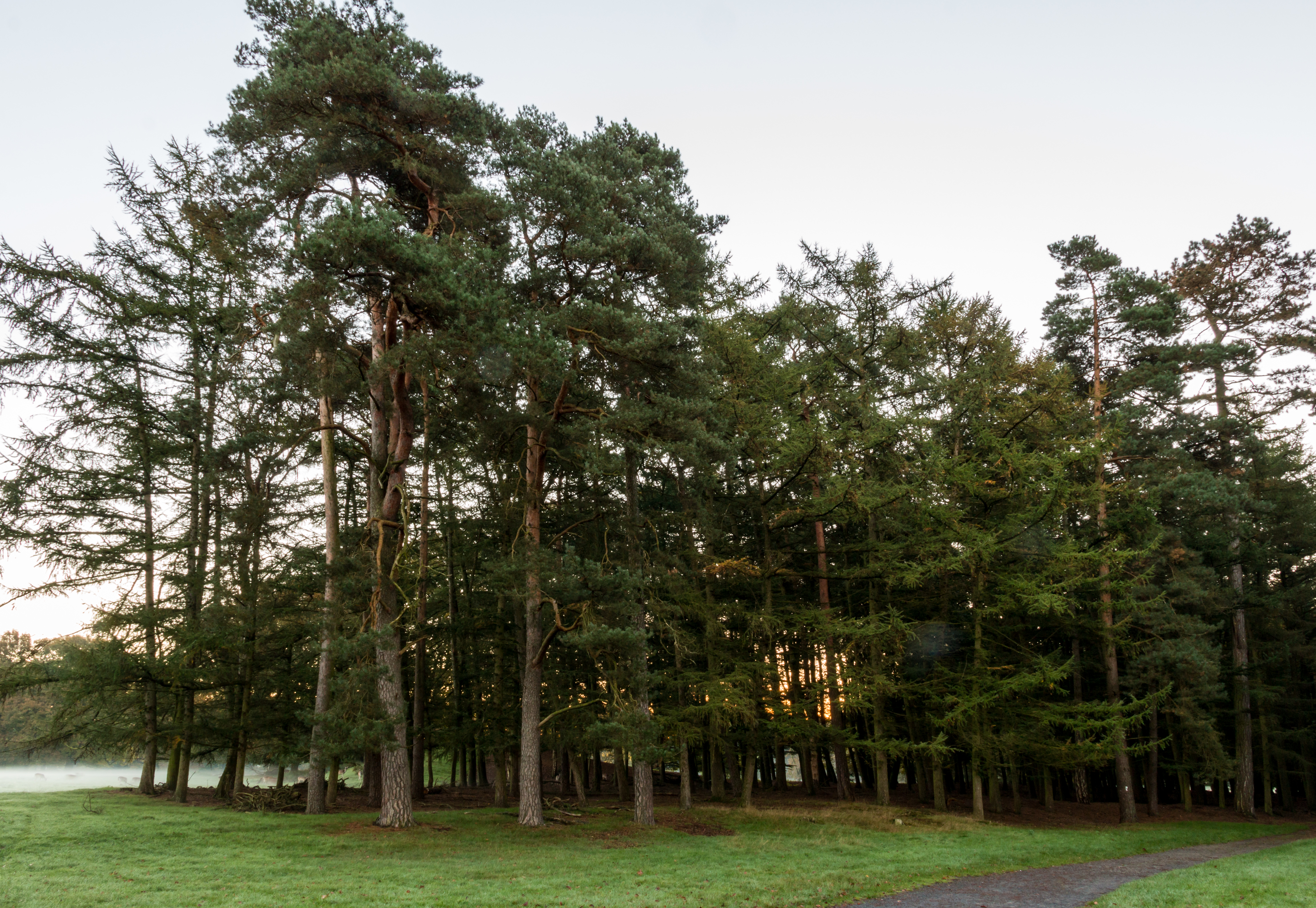 Dülmen, Wildpark -- 2014 -- 3826