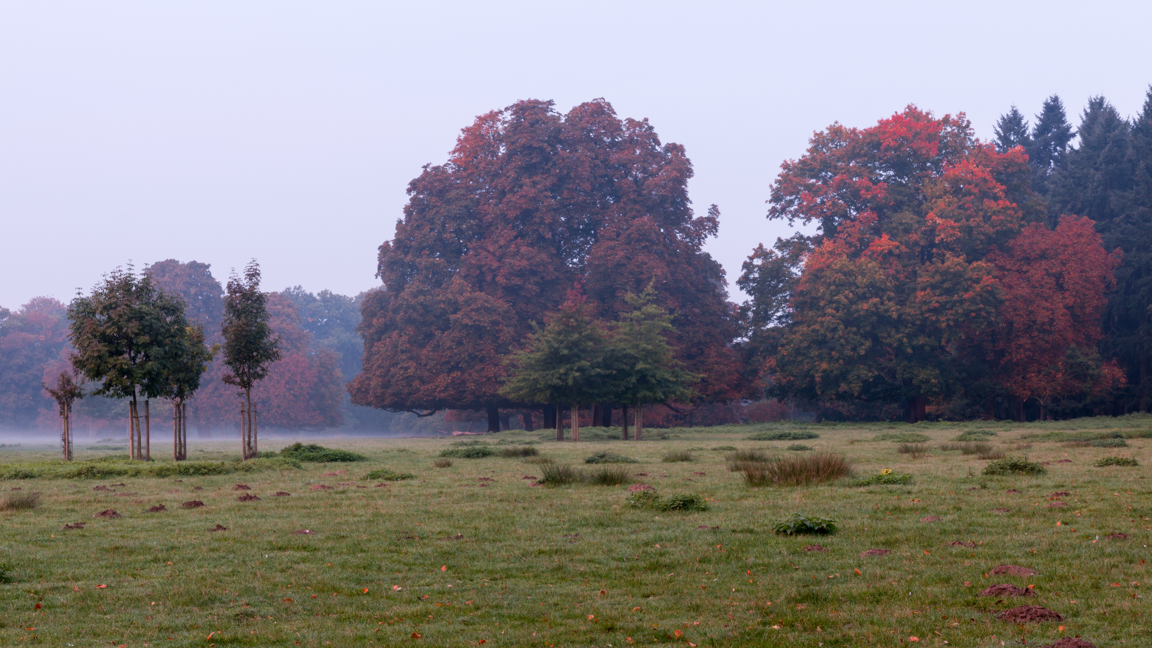 Dülmen, Wildpark -- 2015 -- 8796