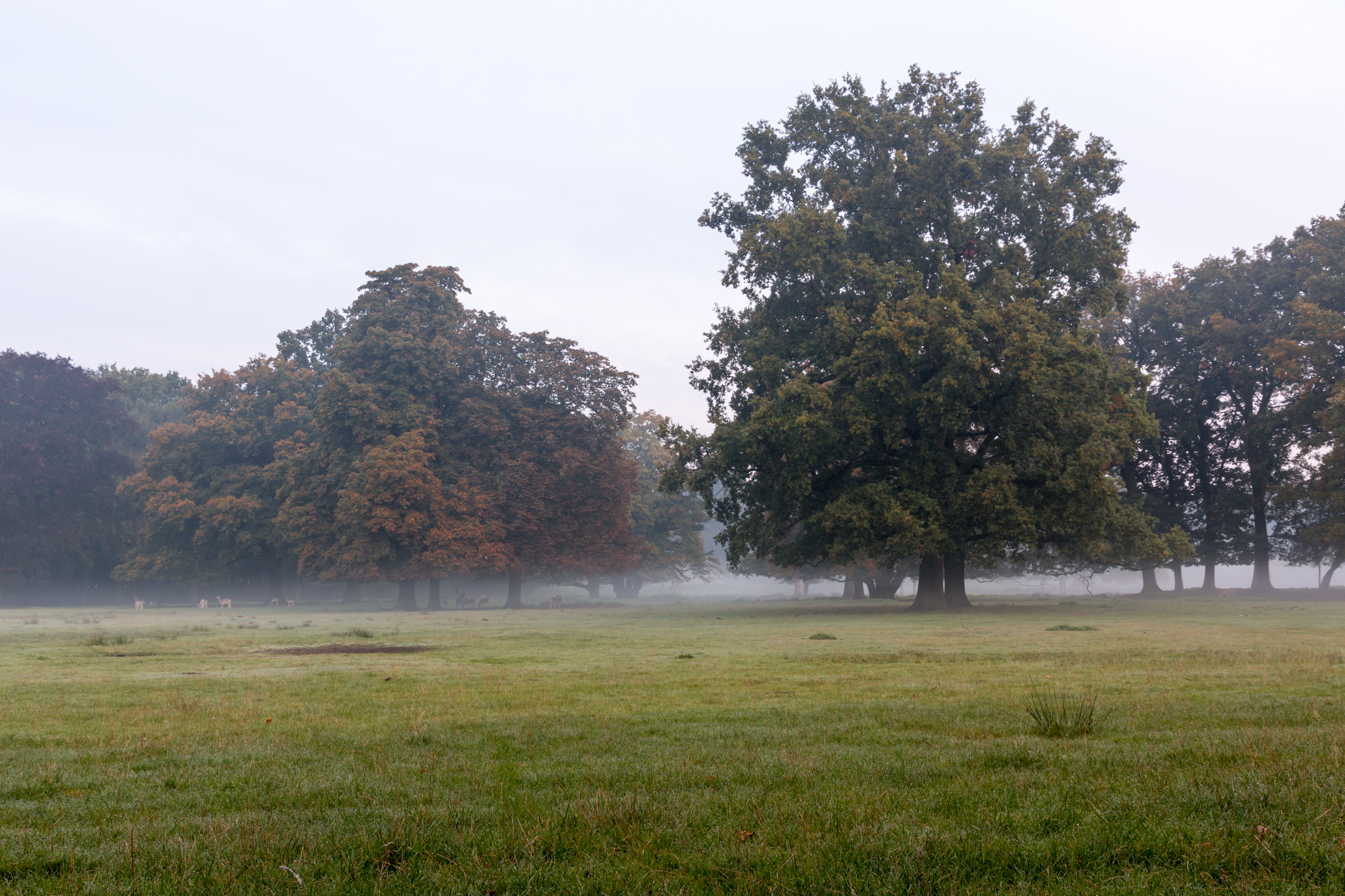 Dülmen, Wildpark -- 2015 -- 8803
