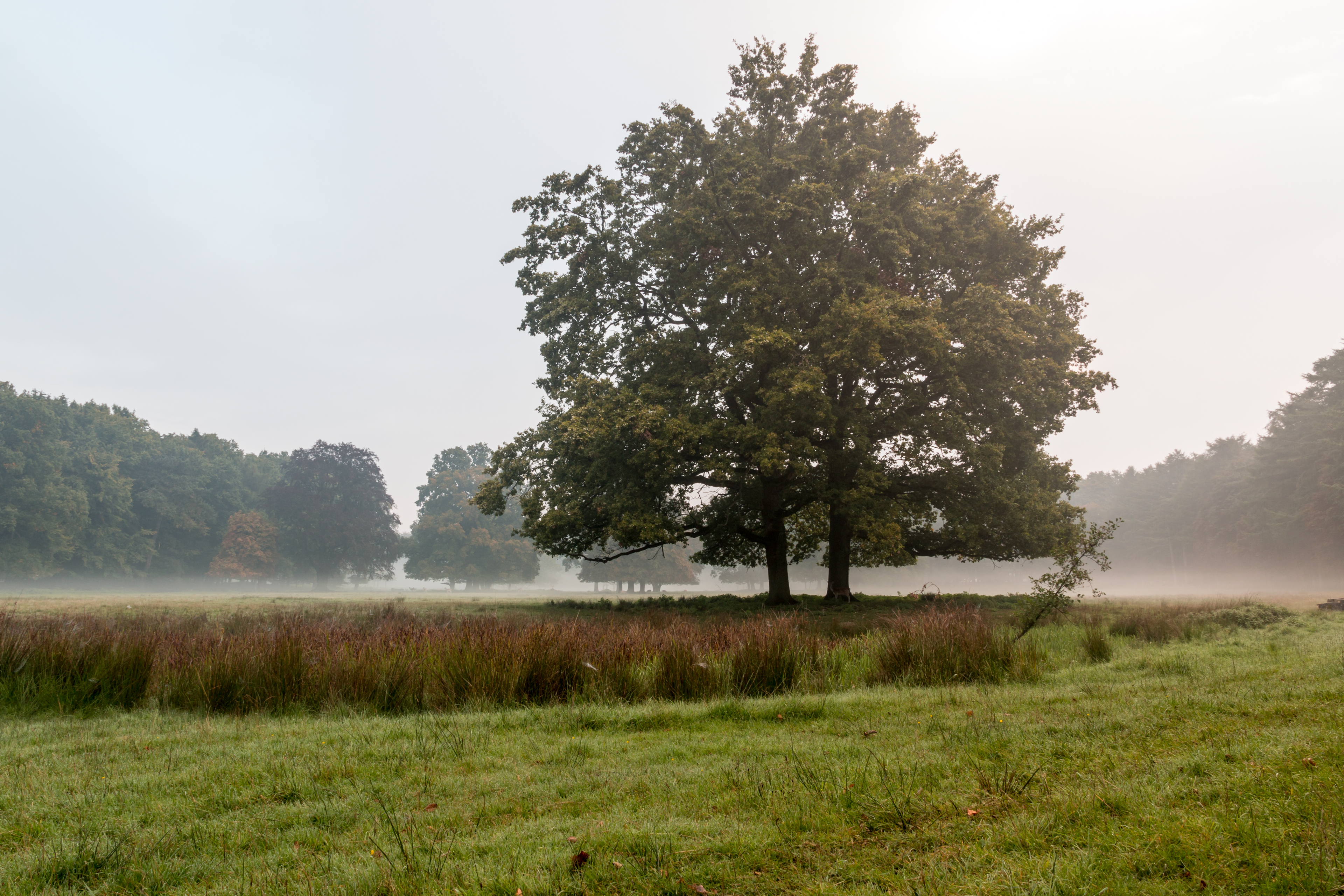 Dülmen, Wildpark -- 2015 -- 8805