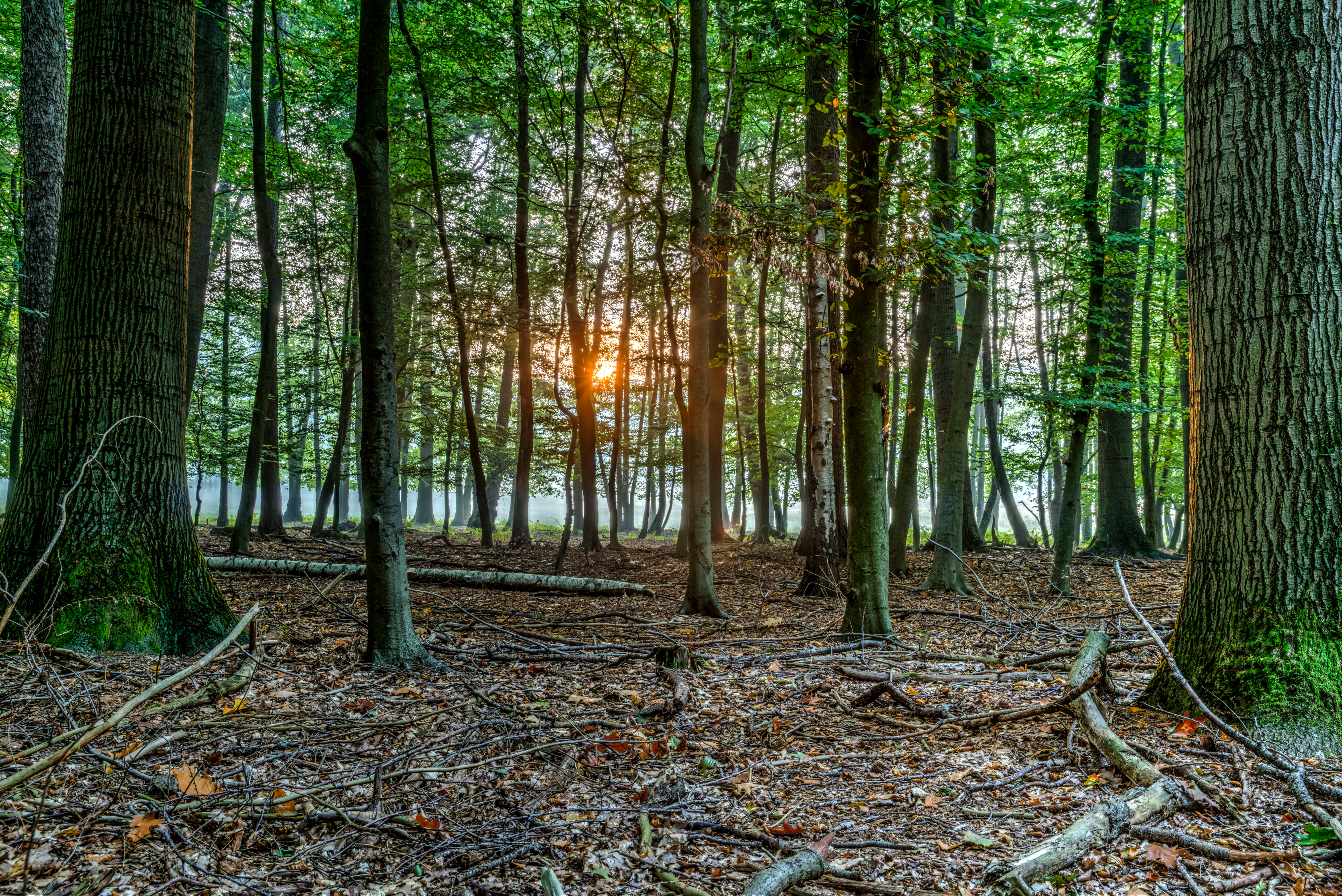 Dülmen, Wildpark -- 2015 -- 8813-7