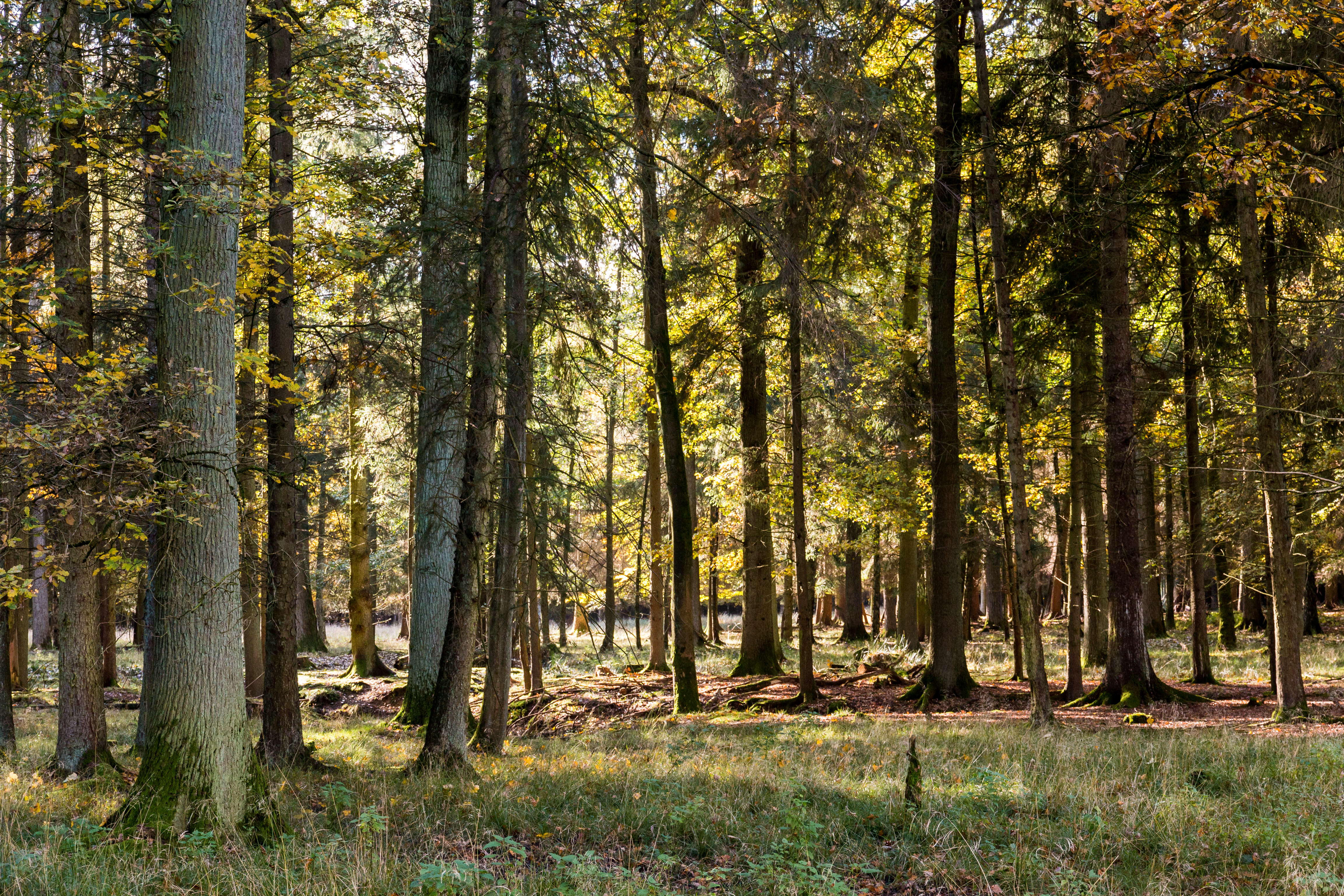Dülmen, Wildpark -- 2015 -- 8935