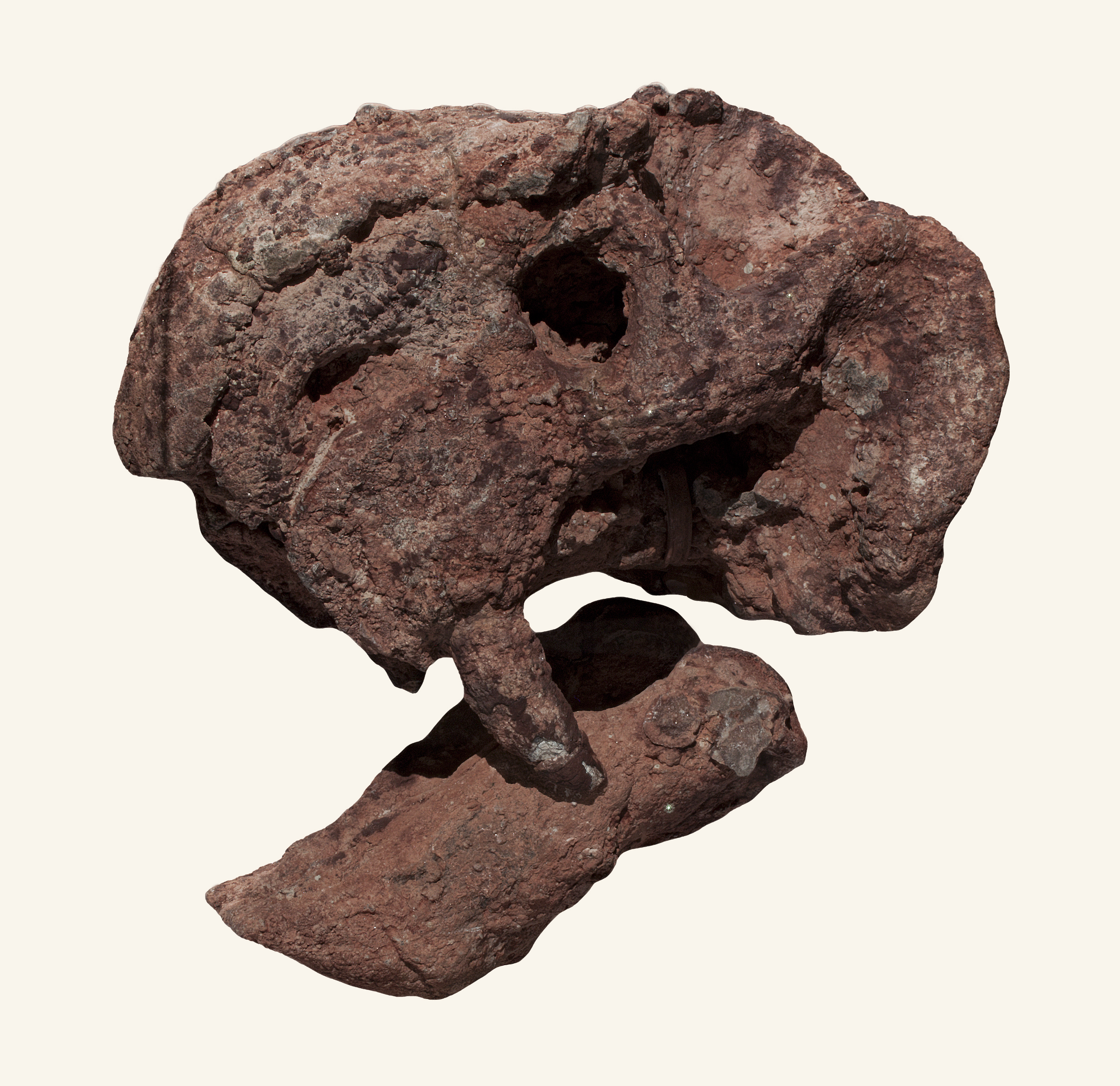 Dinodontosaurus - skull