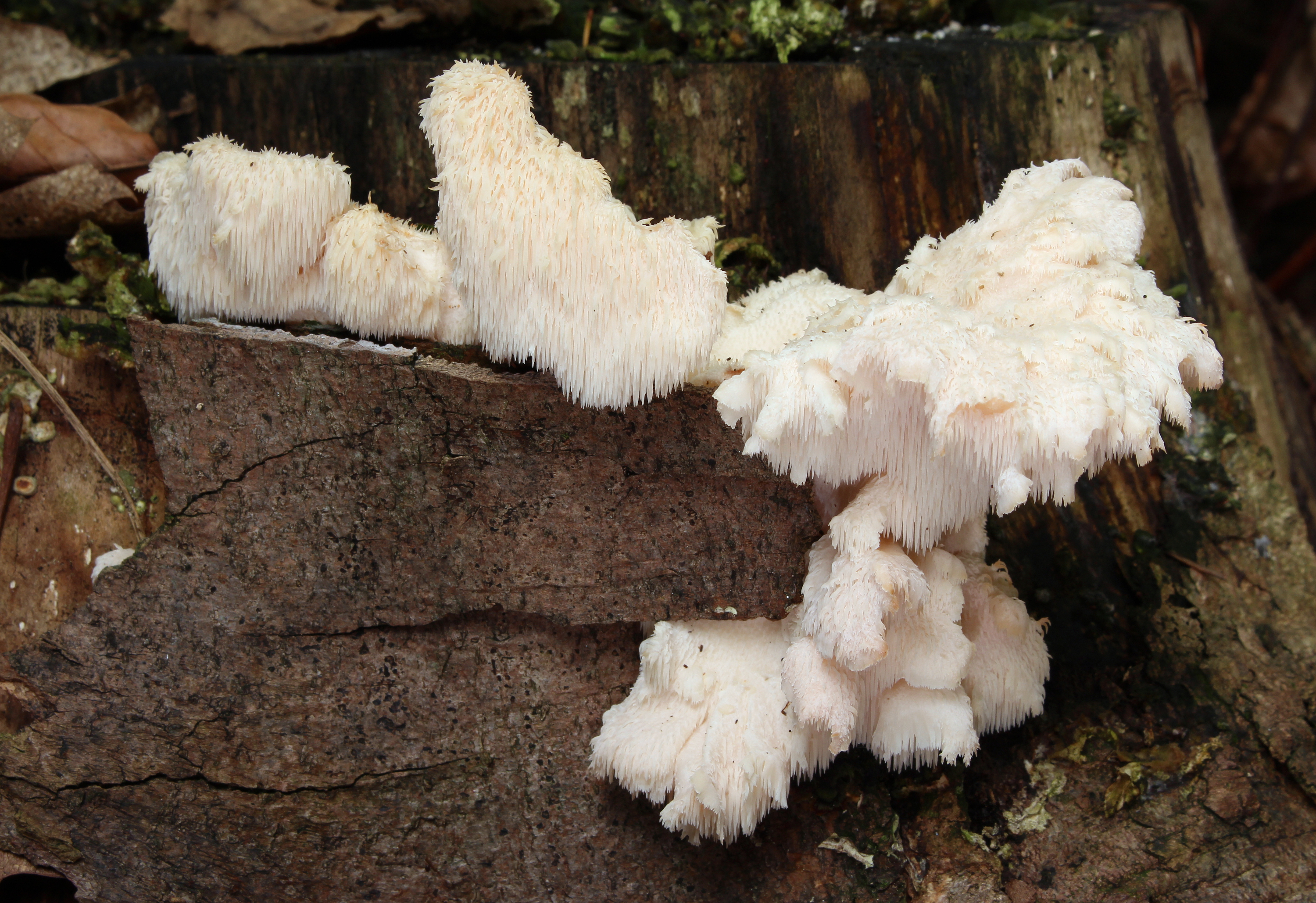 Dorniger Stachelbart Hericium cirrhatum