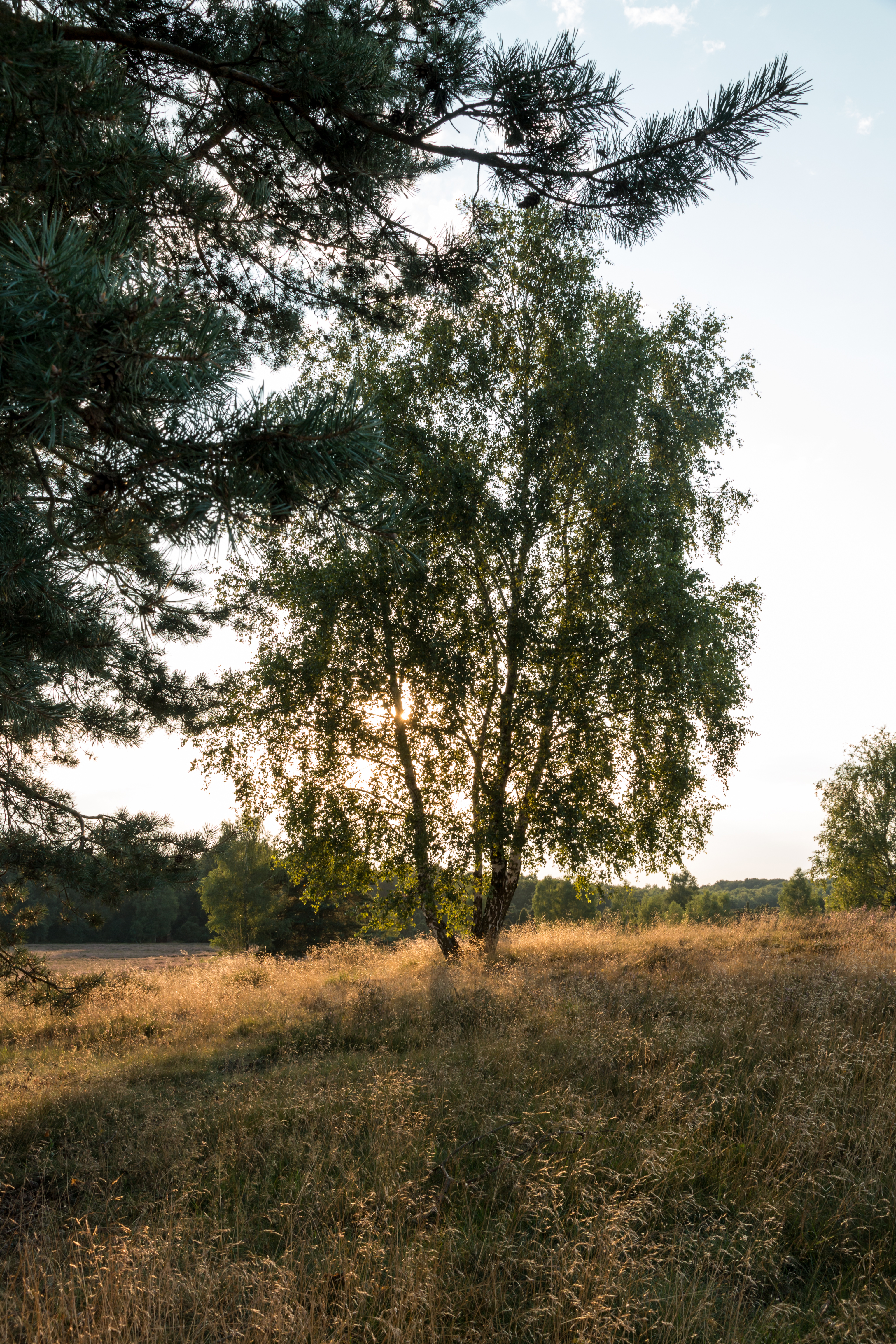 Haltern am See, Westruper Heide -- 2015 -- 7959