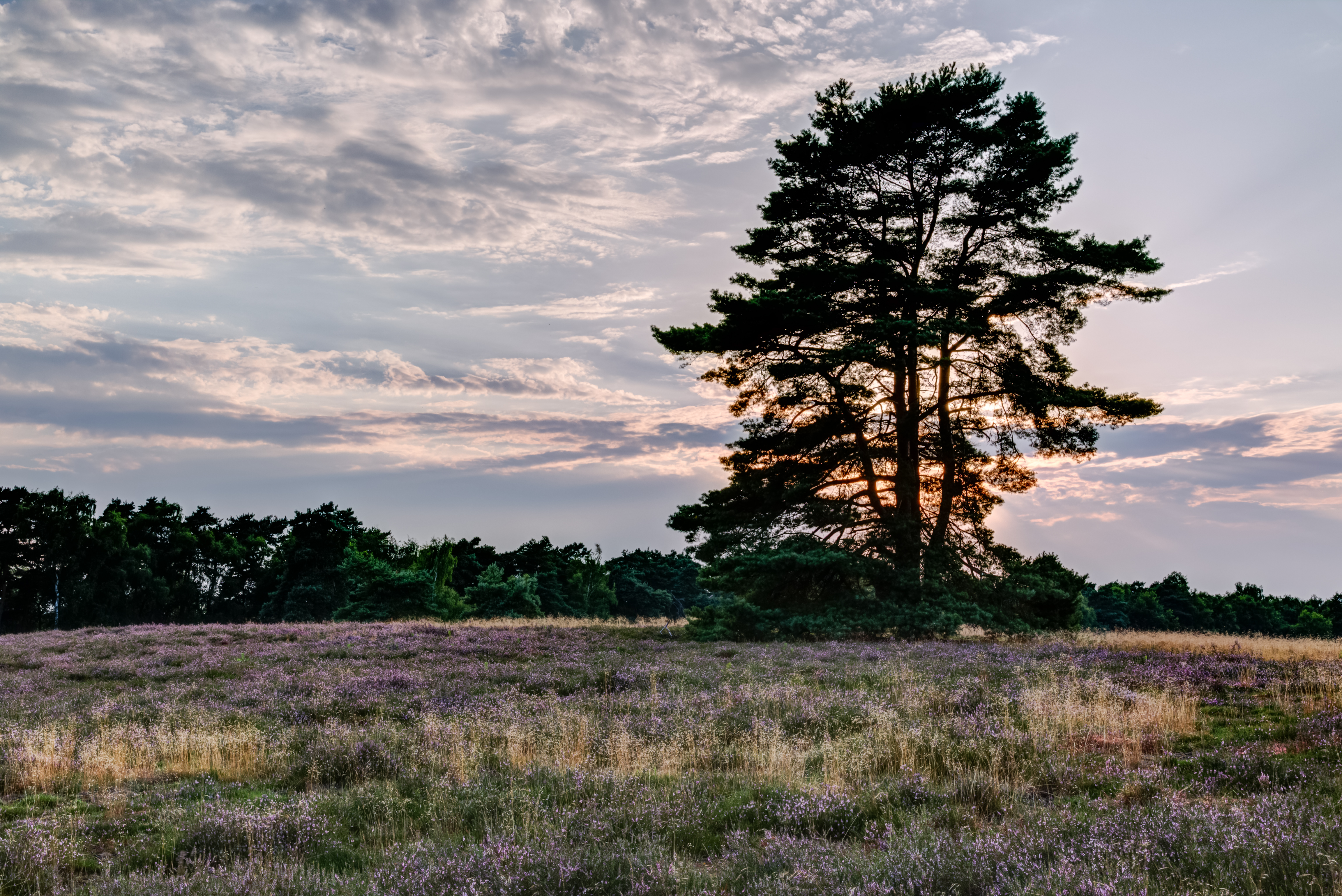 Haltern am See, Westruper Heide -- 2015 -- 7980-4