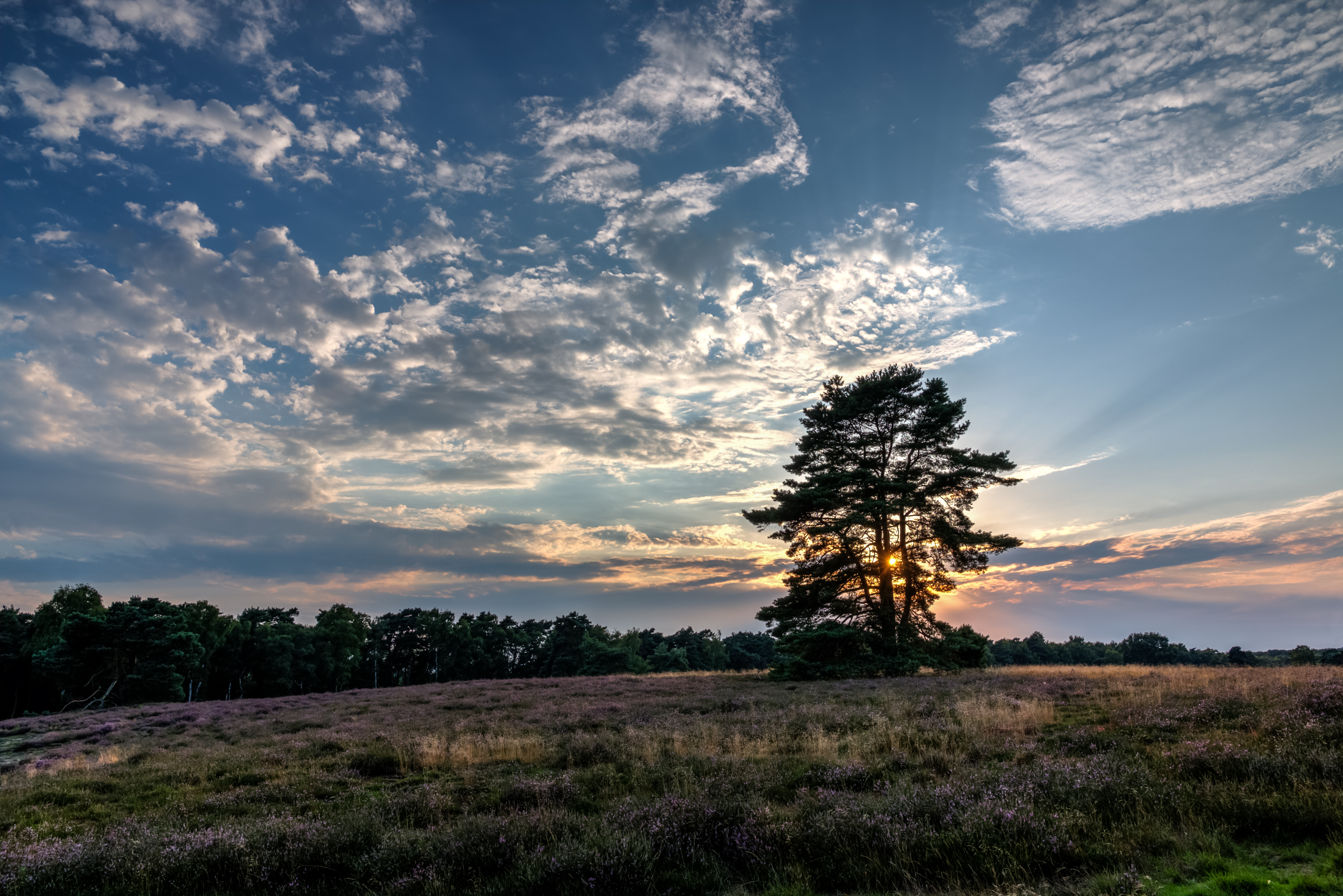 Haltern am See, Westruper Heide -- 2015 -- 7985-9