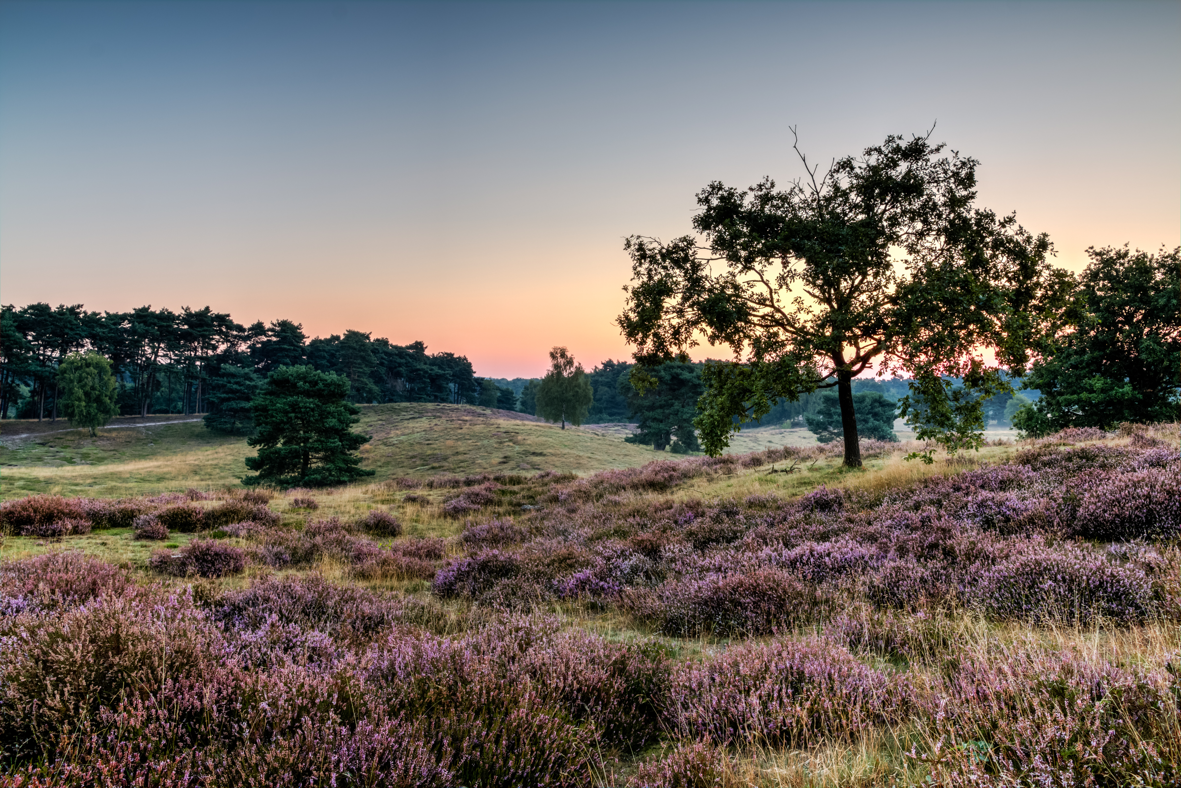Haltern am See, Westruper Heide -- 2015 -- 8236-40