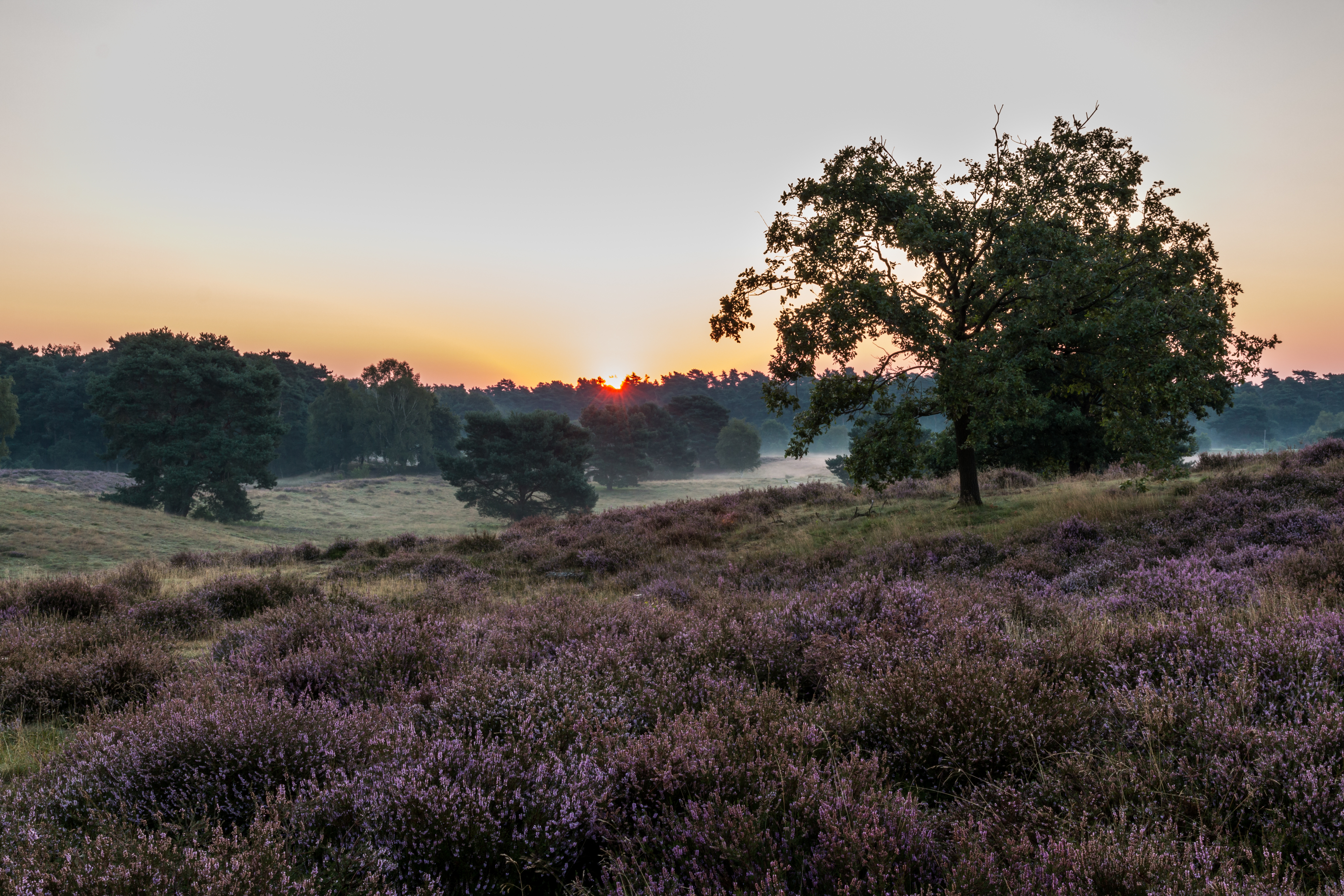 Haltern am See, Westruper Heide -- 2015 -- 8264