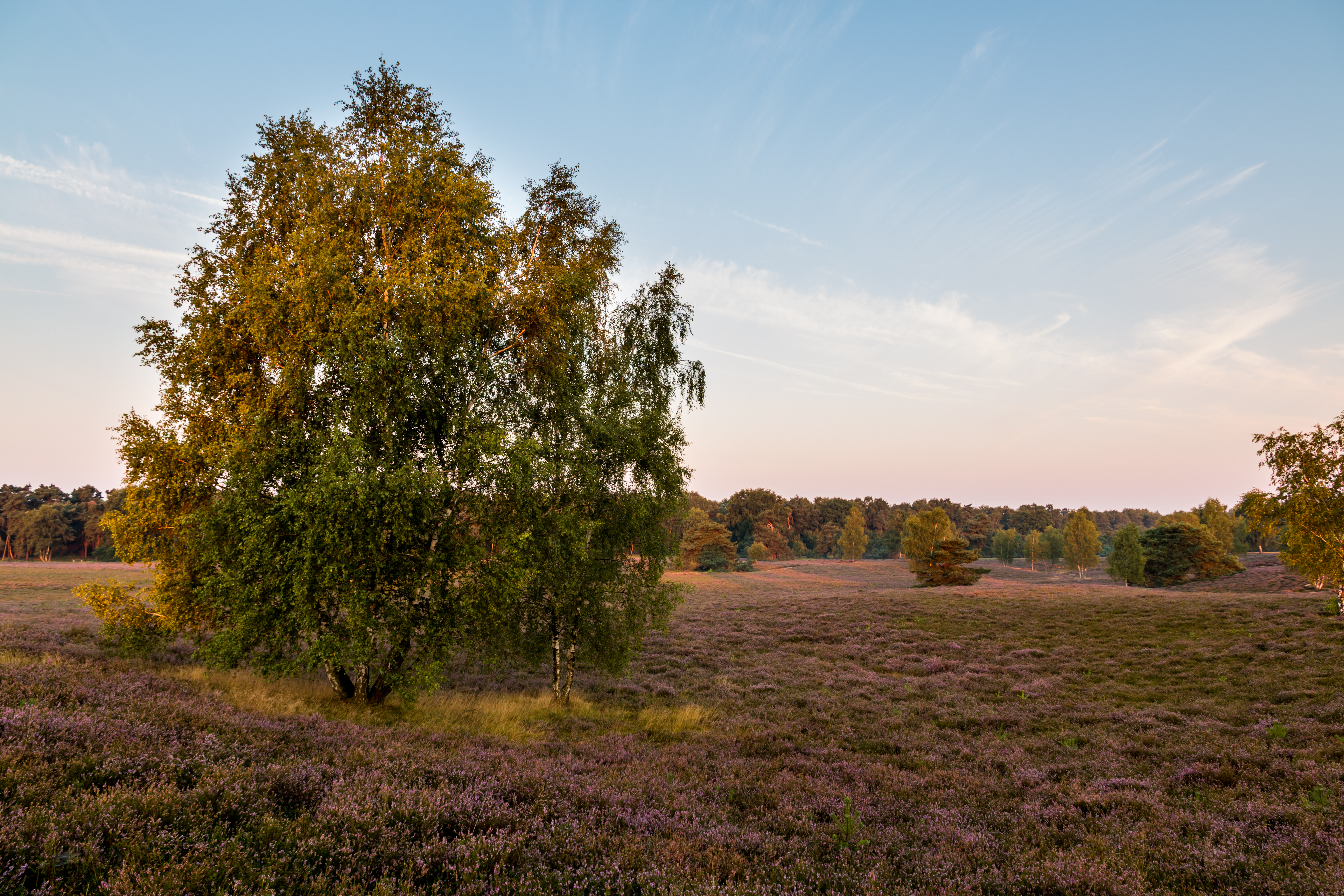 Haltern am See, Westruper Heide -- 2015 -- 8318